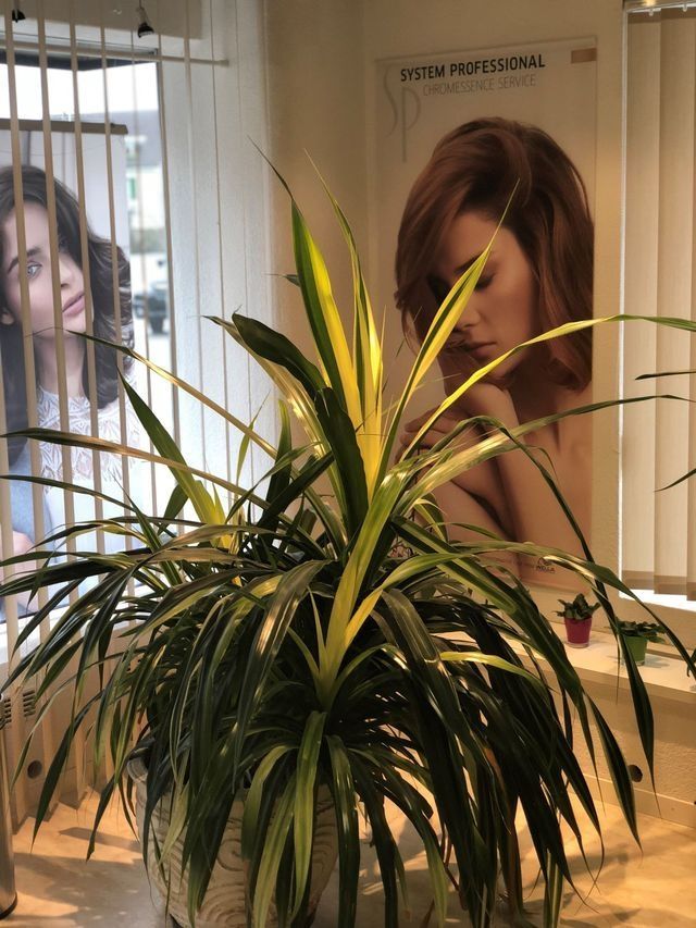 Coiffeur Wash and Style Mirjam Gilardoni 