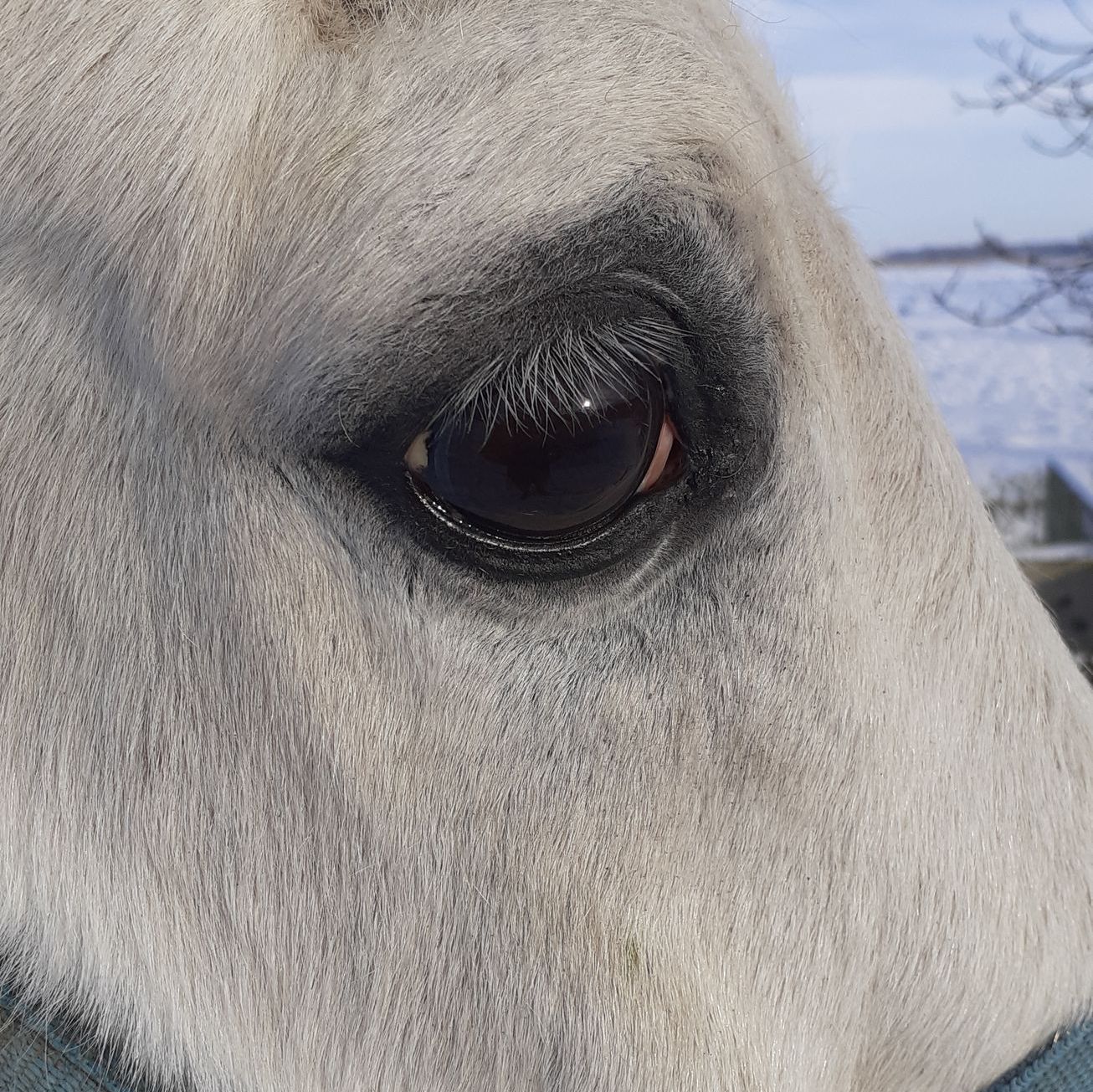 Eine Nahaufnahme des Auges eines Pferdes mit unscharfem Hintergrund.