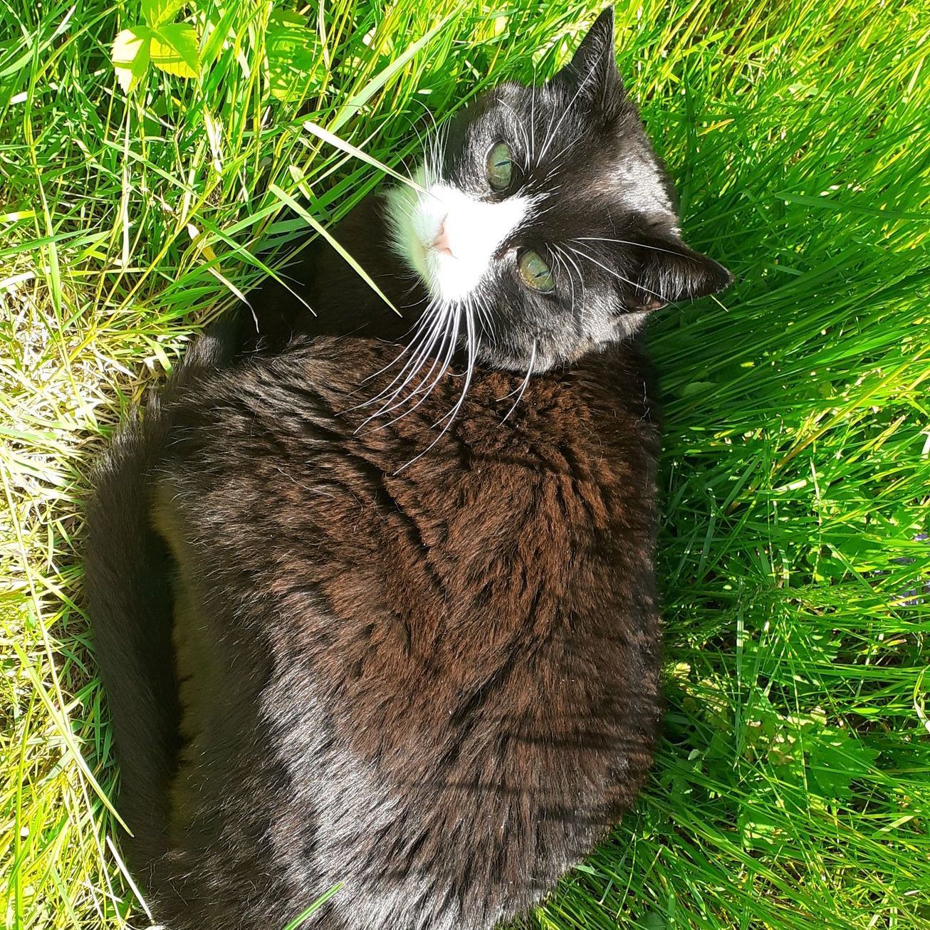 Eine schwarz-weiße Katze liegt im Gras