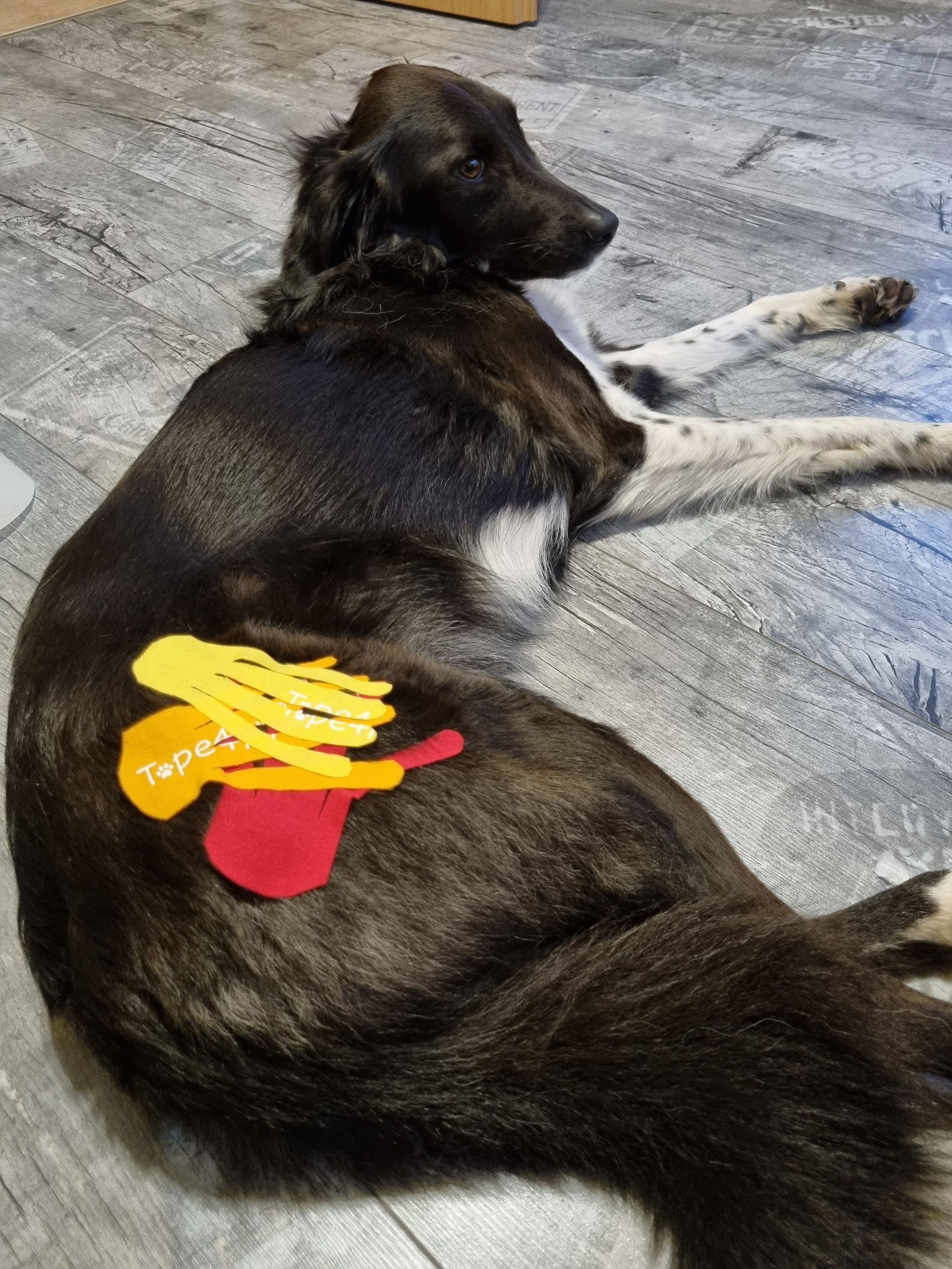 Ein Hund liegt mit Kinesiotapes auf seinem Rücken auf dem Boden.