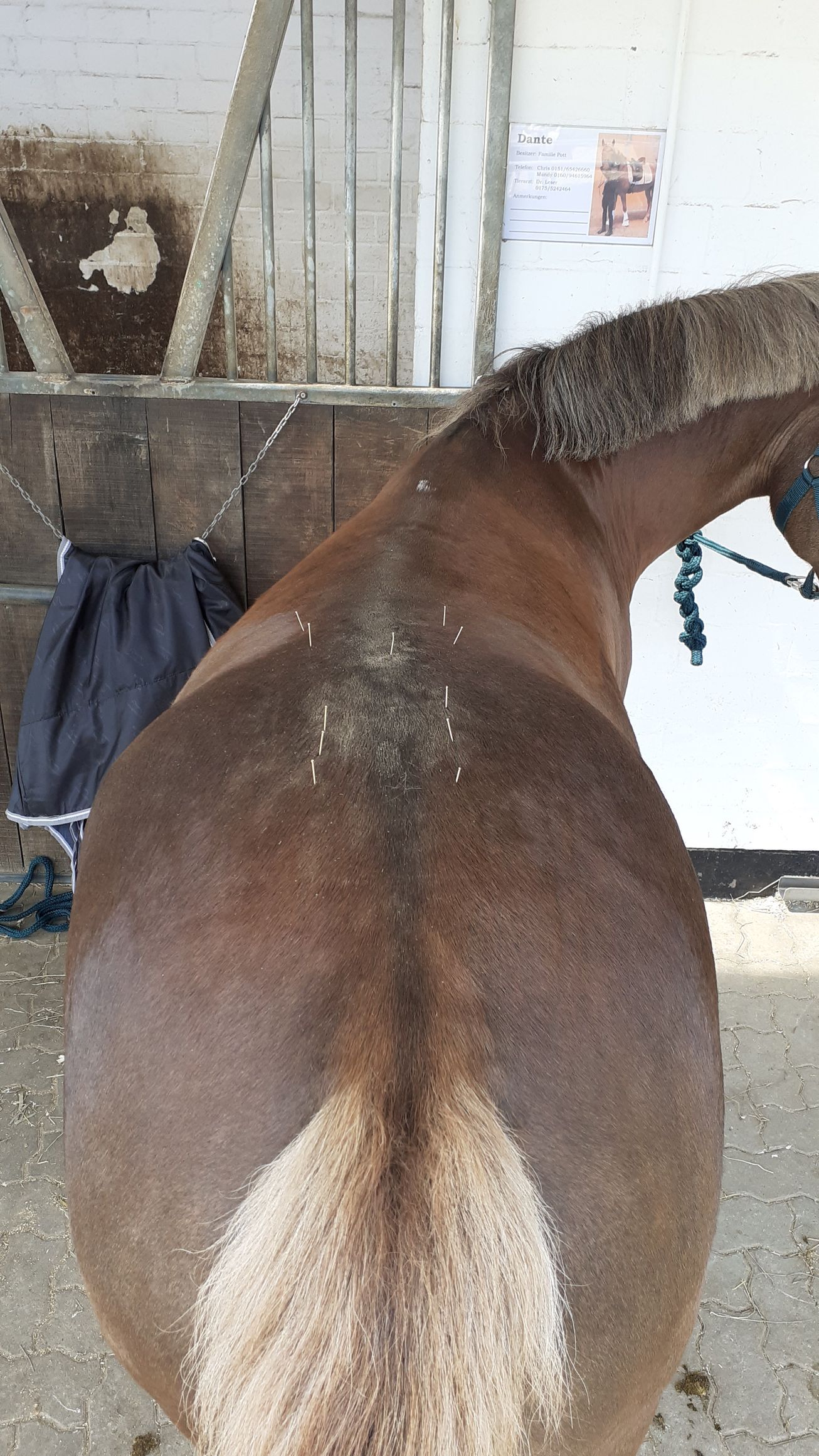 Eine Nahaufnahme des Rückens eines Pferdes mit Akupunkturnadeln in einem Stall.