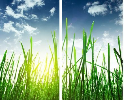 Hierbas de un verde vibrante se extienden hacia un cielo azul y nublado en un paisaje luminoso y soleado.