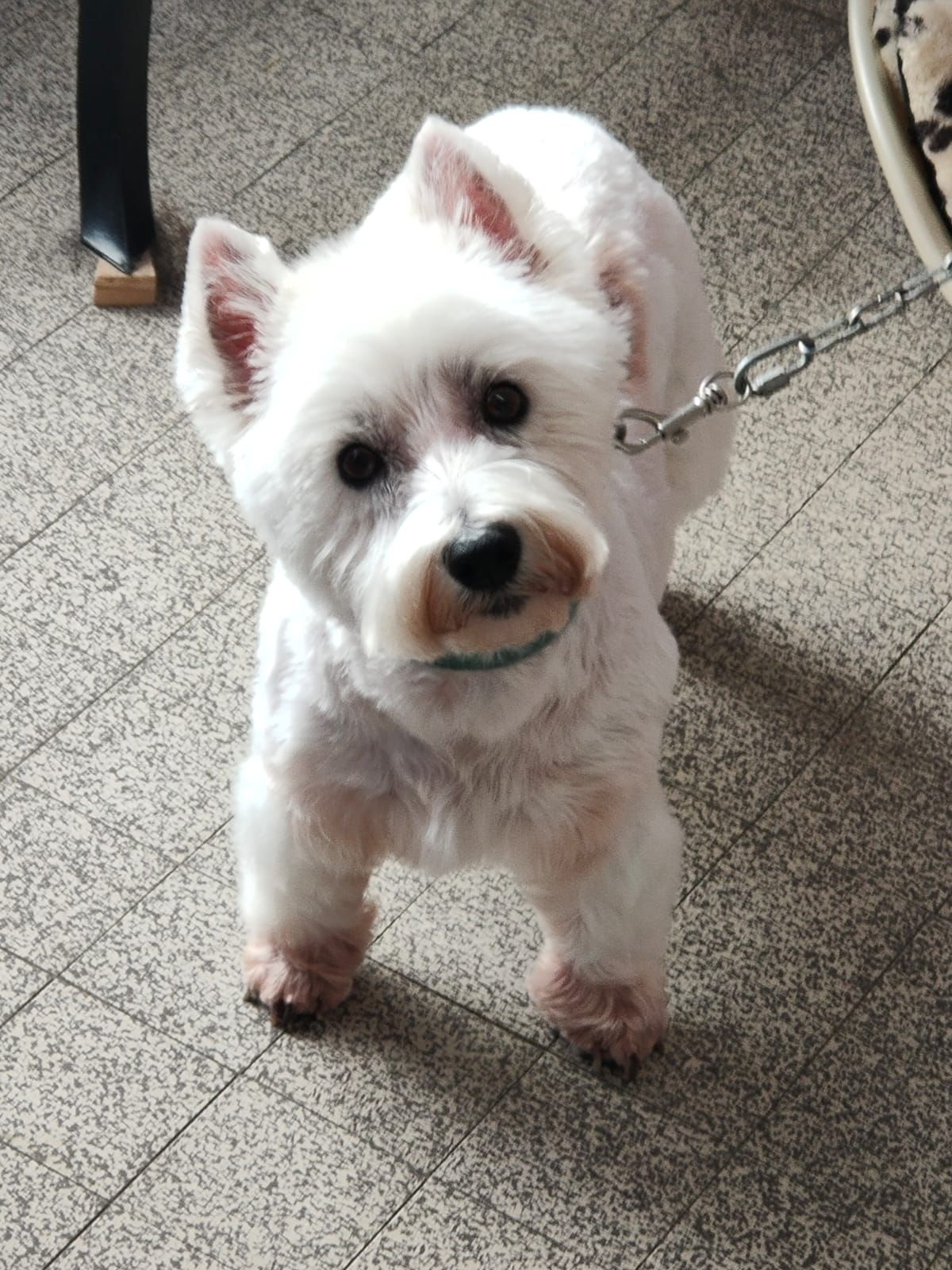 West Highland Terrier blanc, fraîchement coiffé, regardant la caméra. À l'intérieur, sur un sol carrelé.