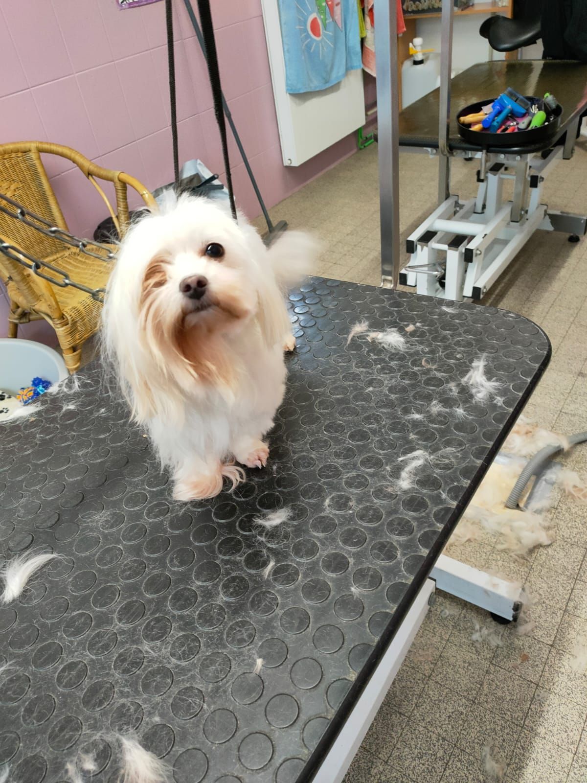 Un chien blanc et duveteux se tient sur une table de toilettage, le regard fixé vers l'avant. Table couverte de poils dans un salon de toilettage.
