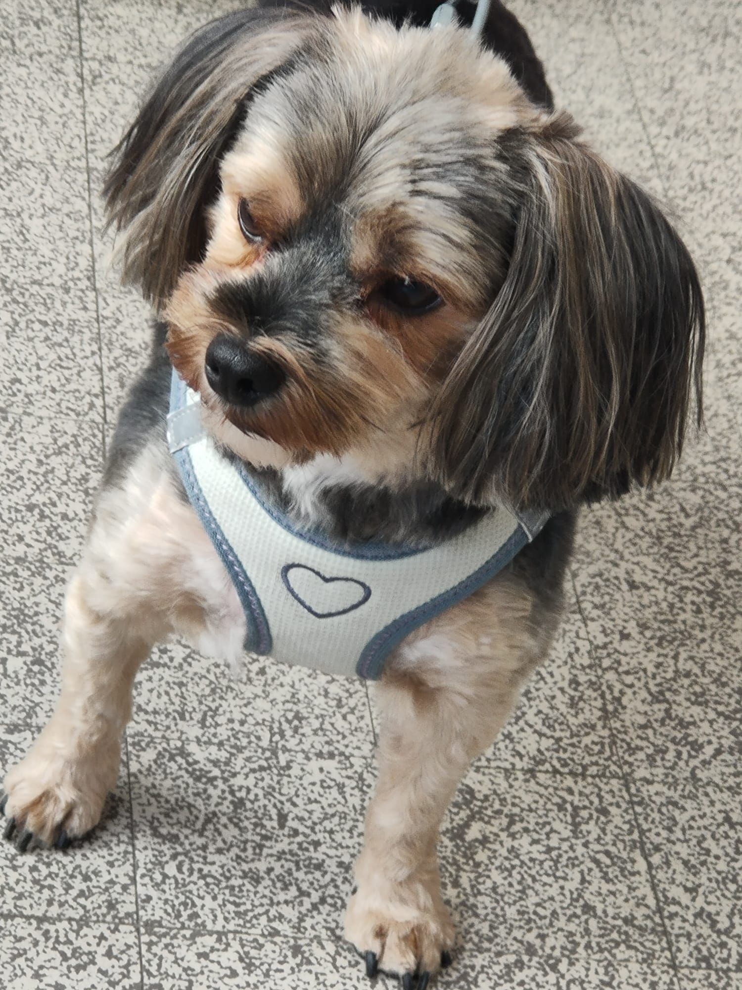 Petit chien duveteux avec une fourrure beige, noire et grise portant un harnais blanc avec un cœur, regardant la caméra.