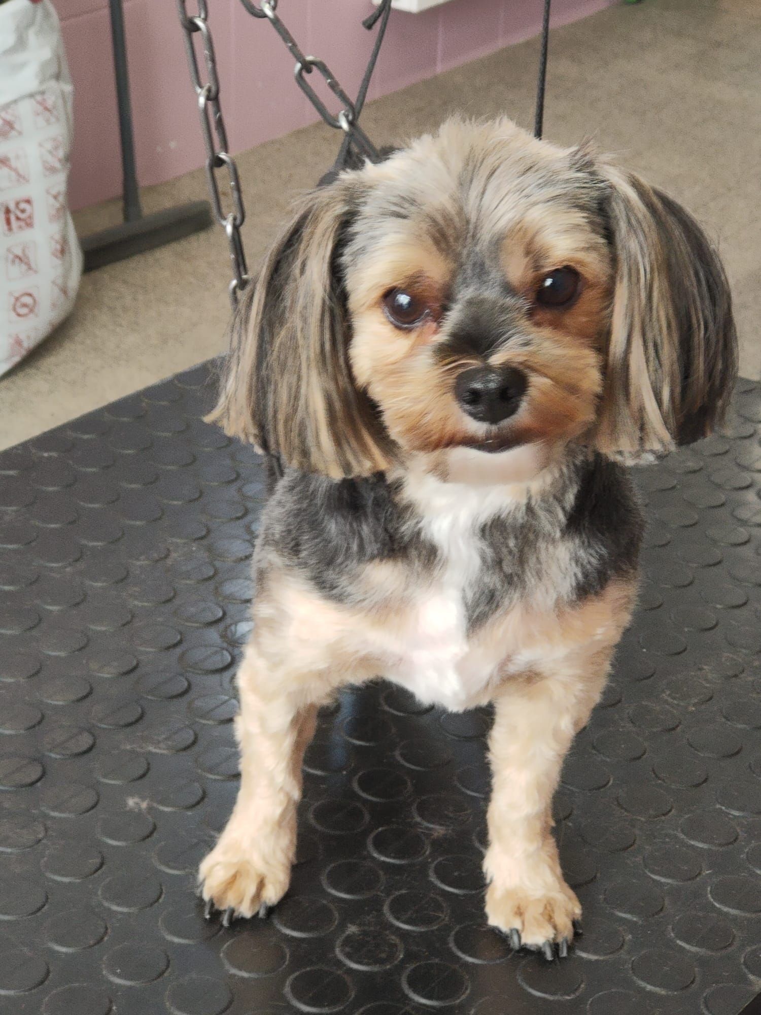 Petit chien à fourrure brune et noire, sur une table de toilettage.