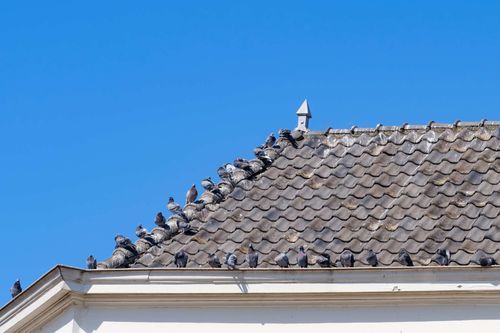 Tauben auf einem Hausdach