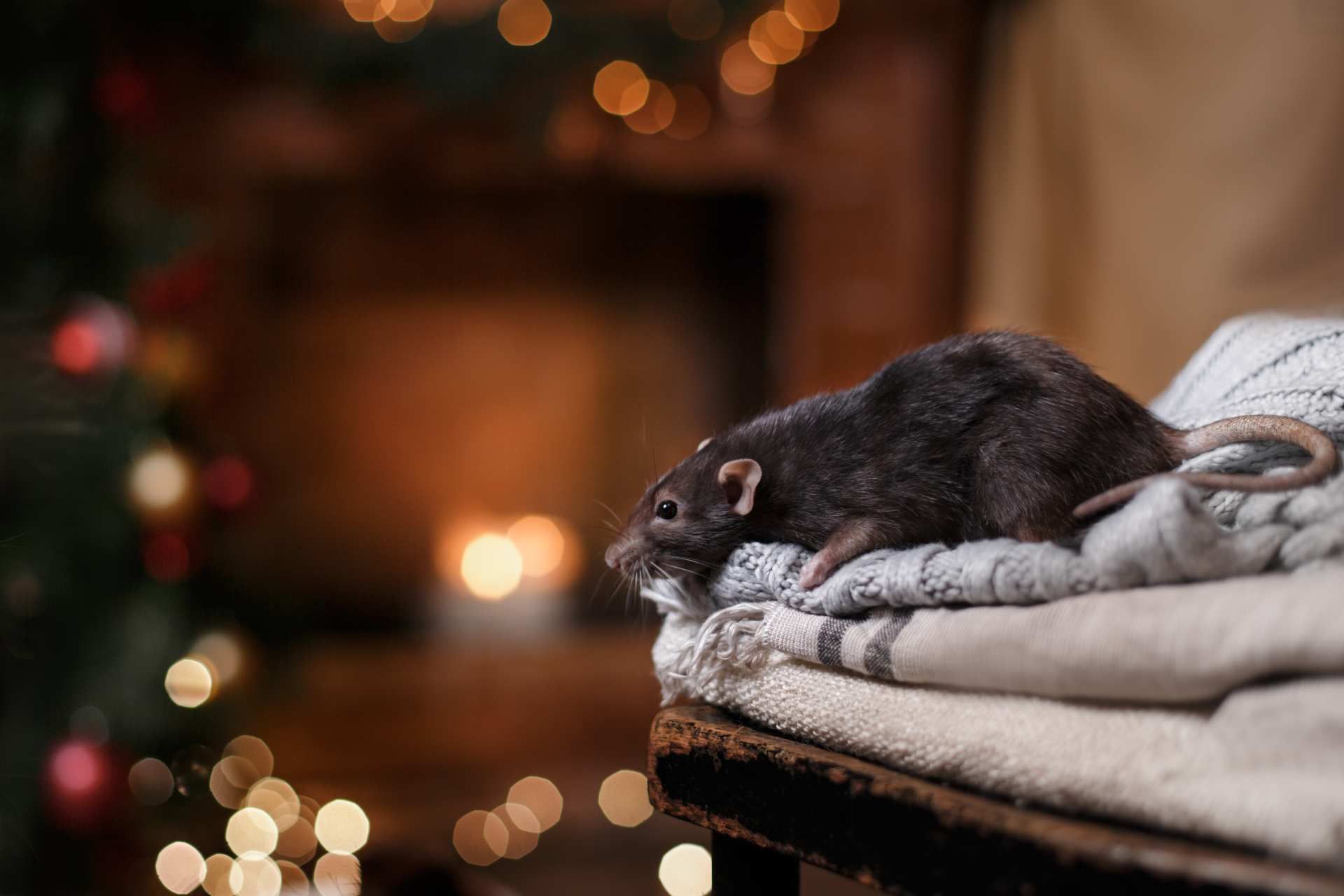 Ratte auf einem Stapel gefalteter Decken