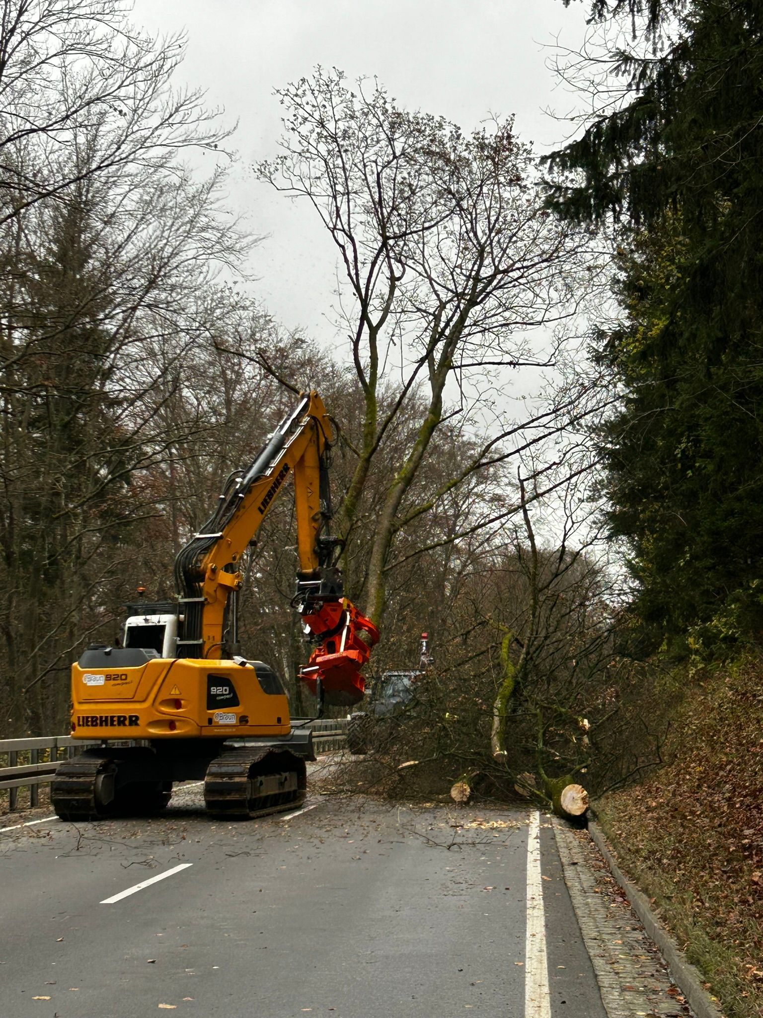 Bagger bei Baumarbeiten am Waldrand