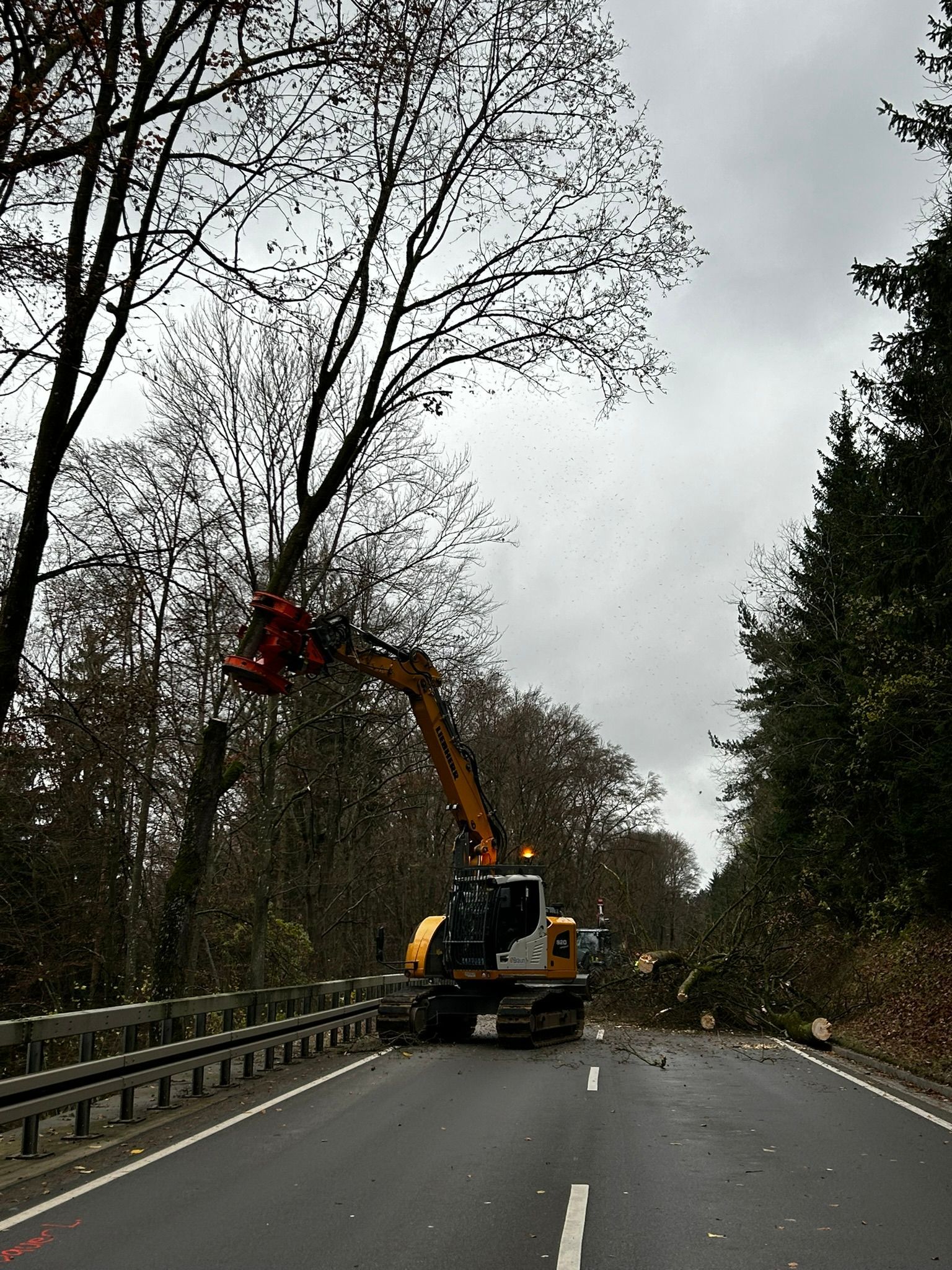 Baumkronen bei Pflegearbeiten im Wald