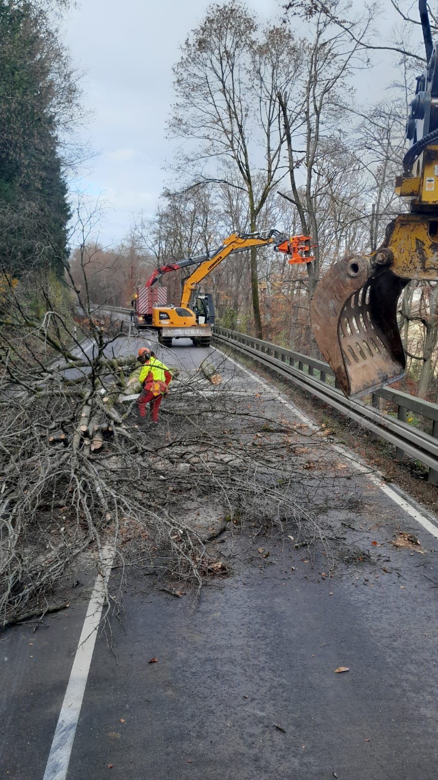 Baumarbeiten mit Bagger zwischen hohen Bäumen