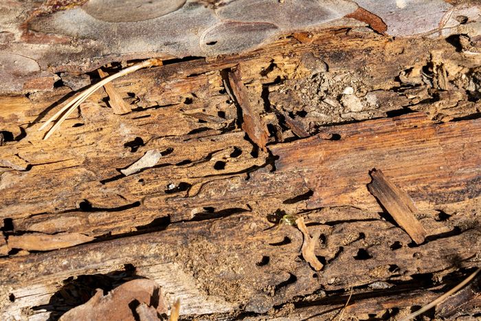 Gros plan sur du bois rangé par les termites