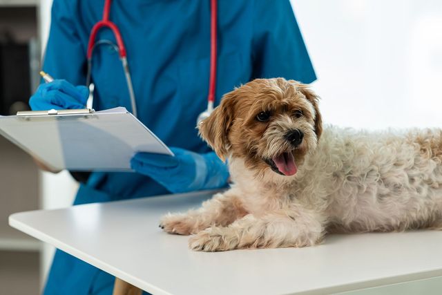 Perro pequeño sobre una mesa de exploración veterinaria, con un veterinario sosteniendo una carpeta con pinza al fondo