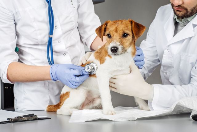 Veterinarios examinando a un perro pequeño marrón y blanco con un estetoscopio sobre la mesa de una clínica