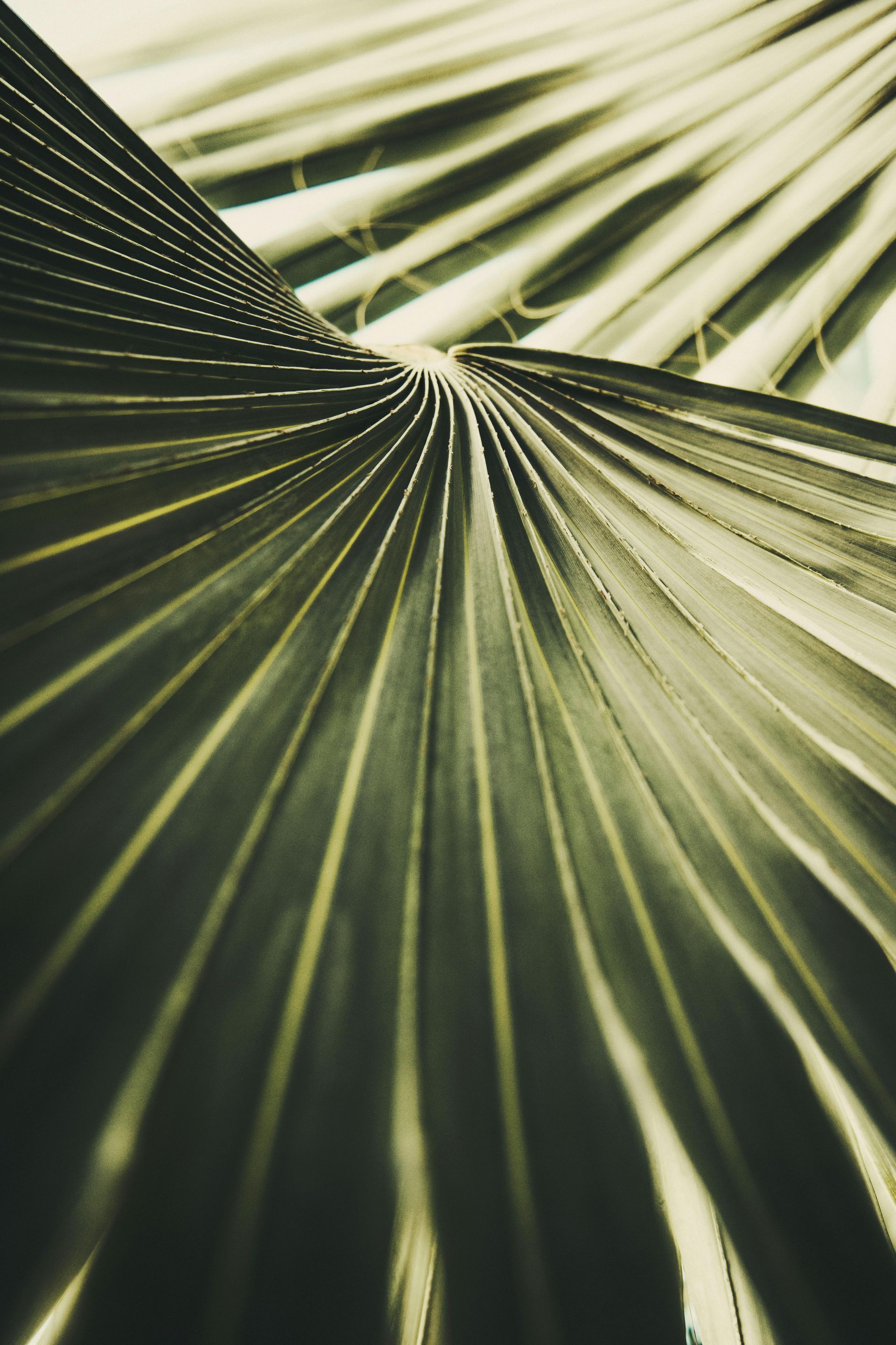 Close-up of a green palm leaf with radiating fronds and soft sunlight shadows