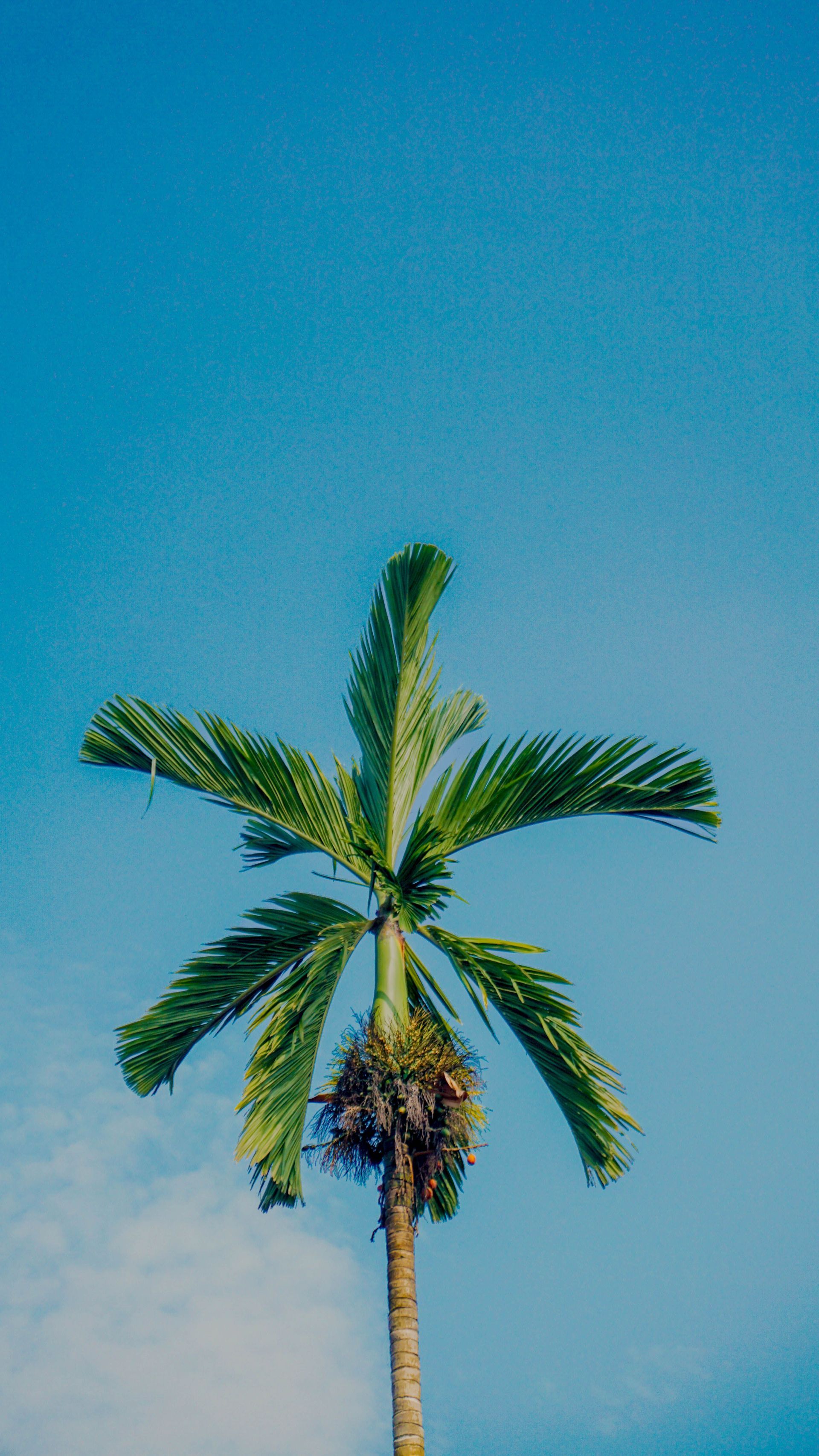 Single palm tree against a clear blue sky