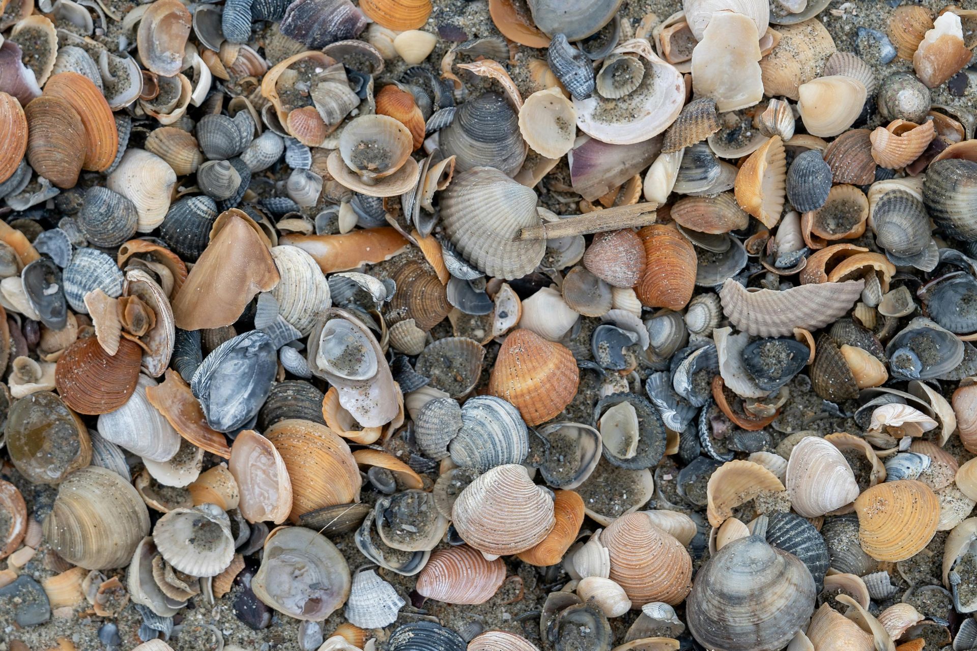 A close-up of assorted seashells and pebbles in tan, gray, and white tones.