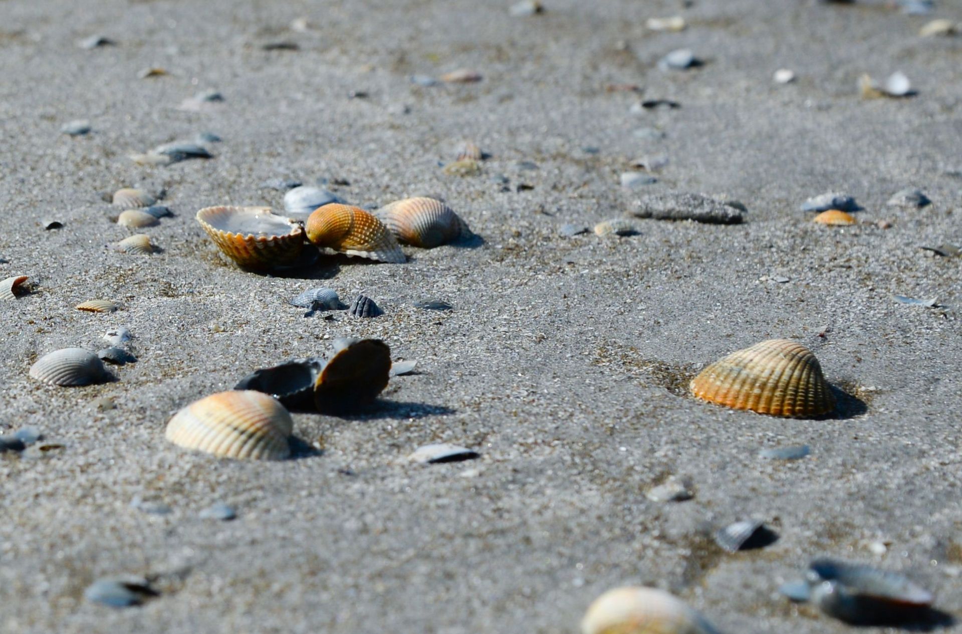 Scattered seashells on a sandy beach, with a few shells in sharp focus