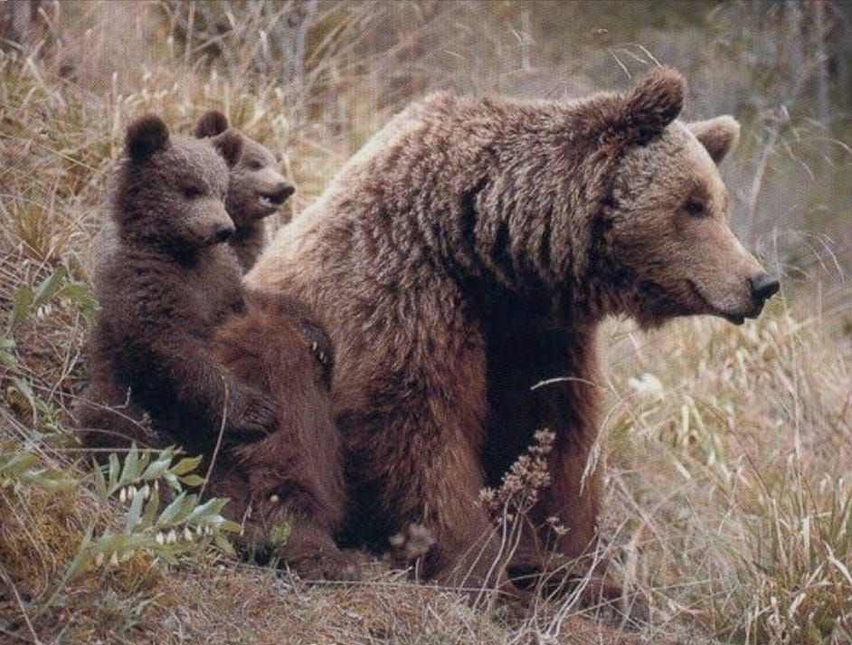 Oso pardo descansando en un bosque, mirando hacia el espectador con una expresión neutra.