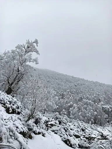 Árboles cubiertos de nieve en una ladera bajo un cielo nublado.