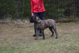 Jade kouluttajan kanssa