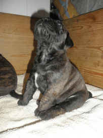 Elsa tuijottaa taivasta