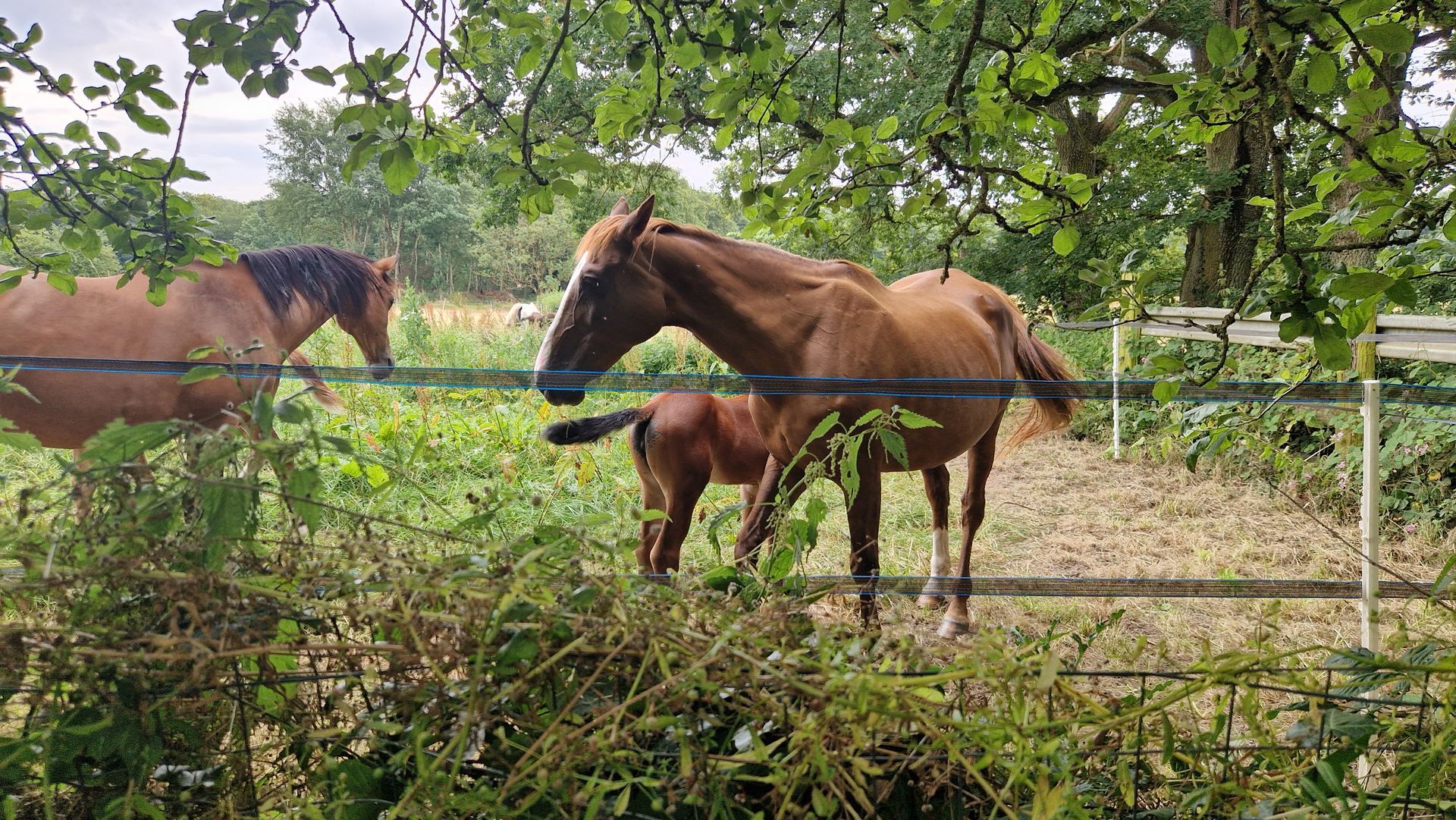Présence de plusieurs chevaux