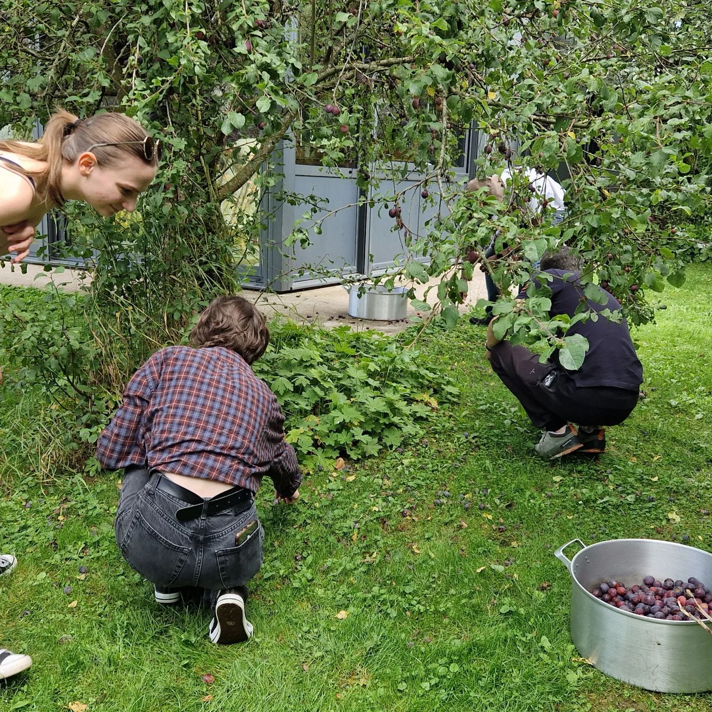 Cueillette de fruits