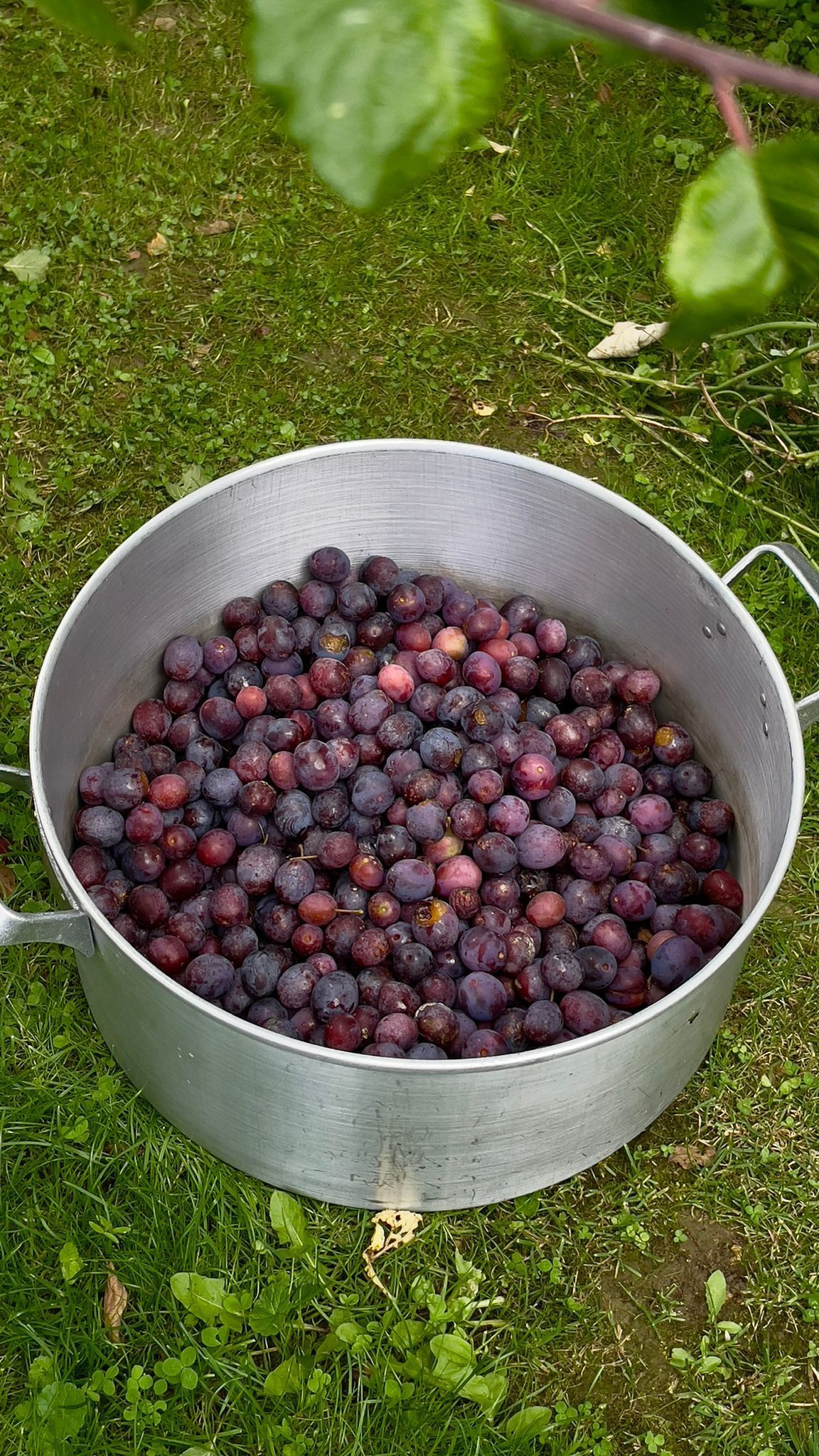 Présentation de la récolte