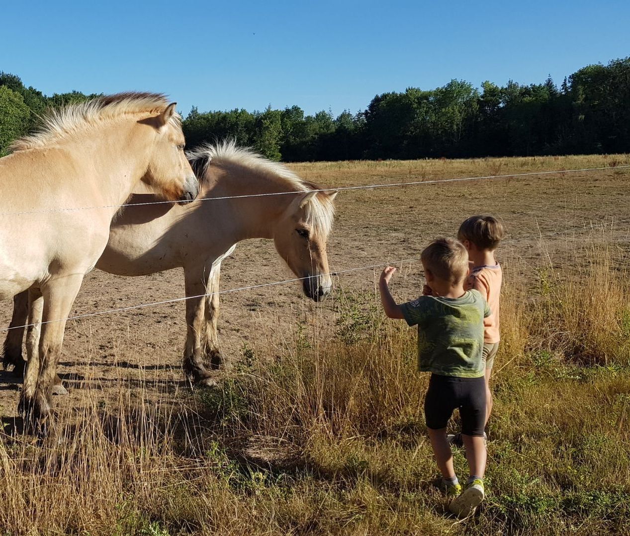 Les enfants qui veulent caresser les chevaux.