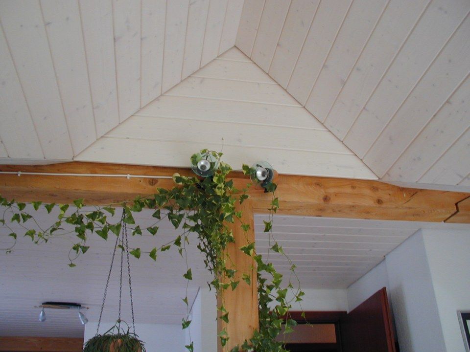 In einem Haus rankt eine grüne Kletterpflanze an einem hölzernen Stützbalken empor, der sich in der Nähe einer gewölbten, weissen Holzdecke befindet.