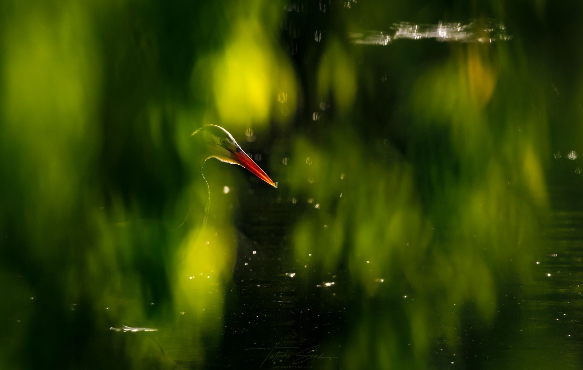 graureiher im natürlichen Habitat