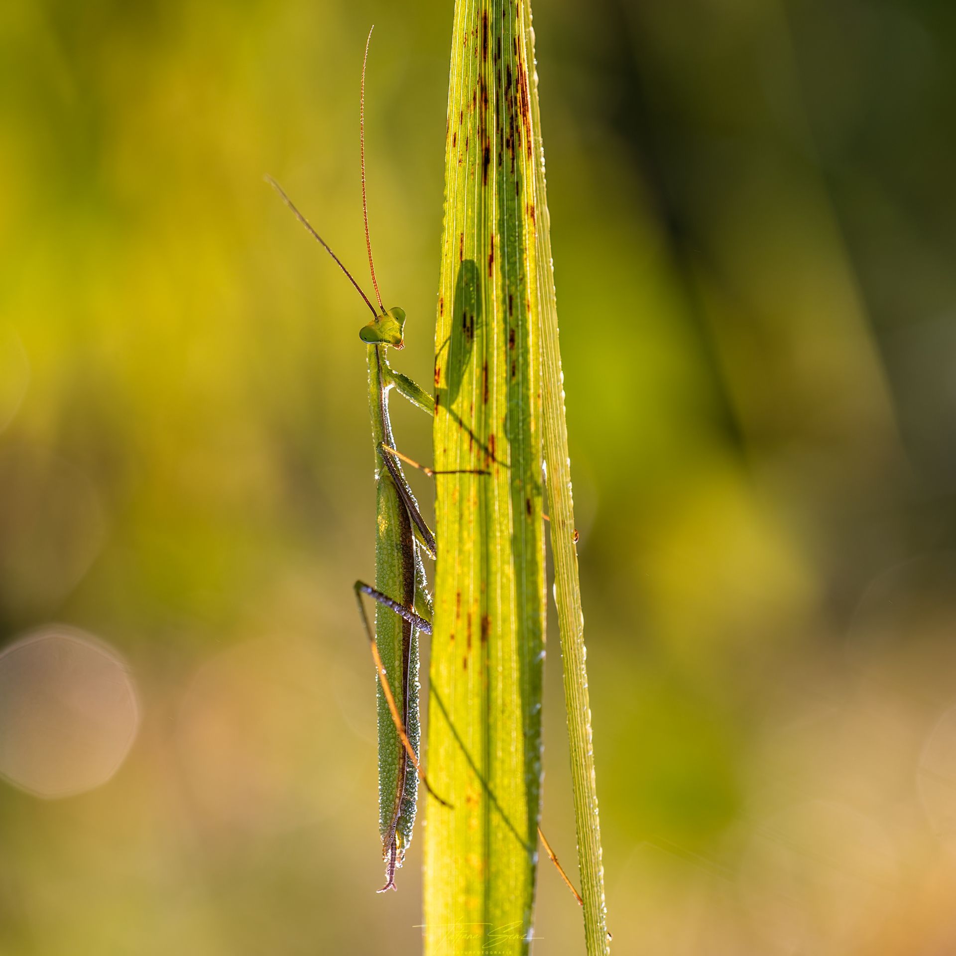 Gottesanbeterin mit Tautropfen auf einem Grashalm, vom Sonnenlicht beleuchtet; Grün- und Brauntöne.