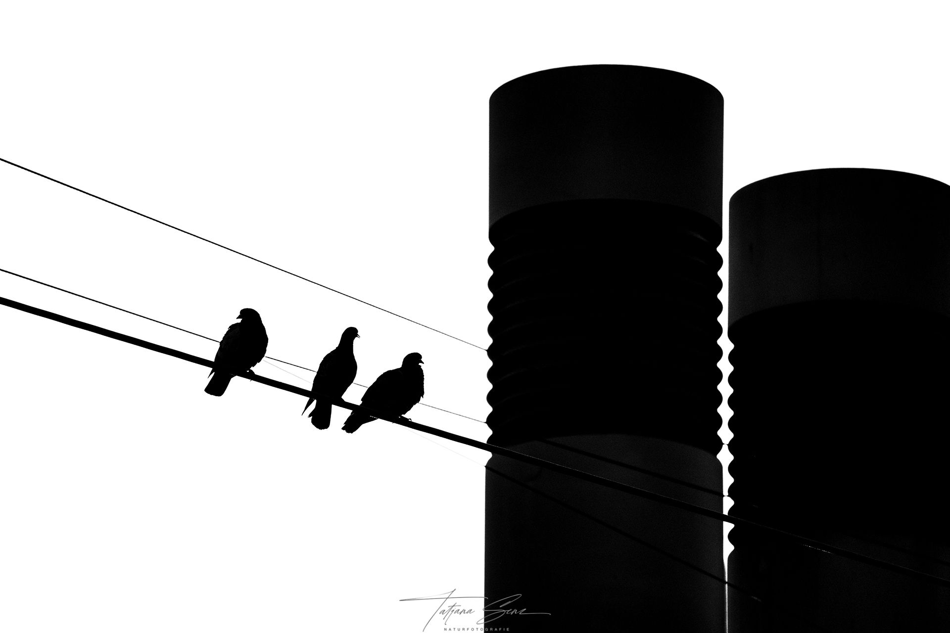 Drei Stadttauben auf einem Draht vor zwei gerippten zylindrischen Türmen; monochrom.