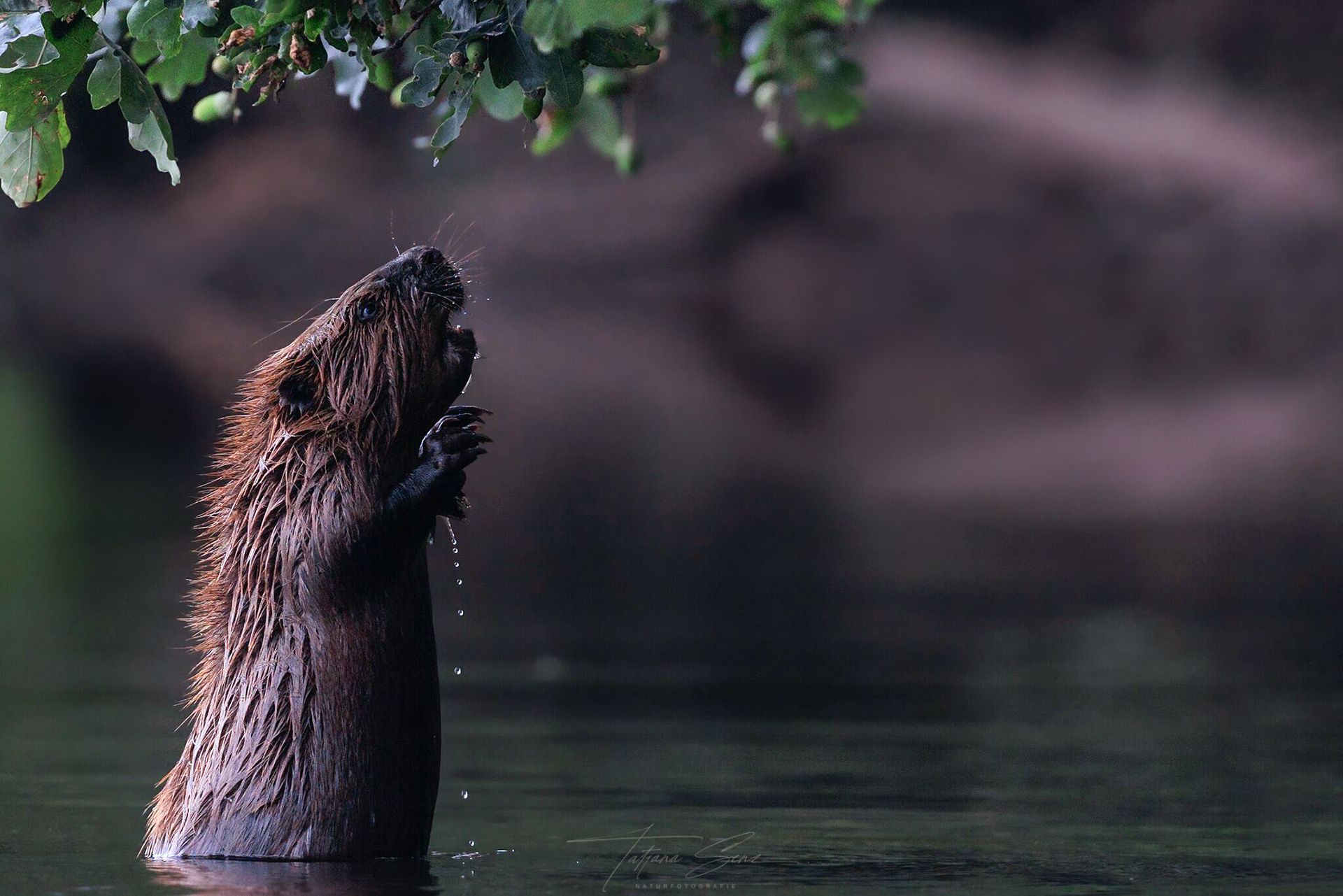 Biber steht aufrecht im Wasser und greift nach den Blättern darüber.
