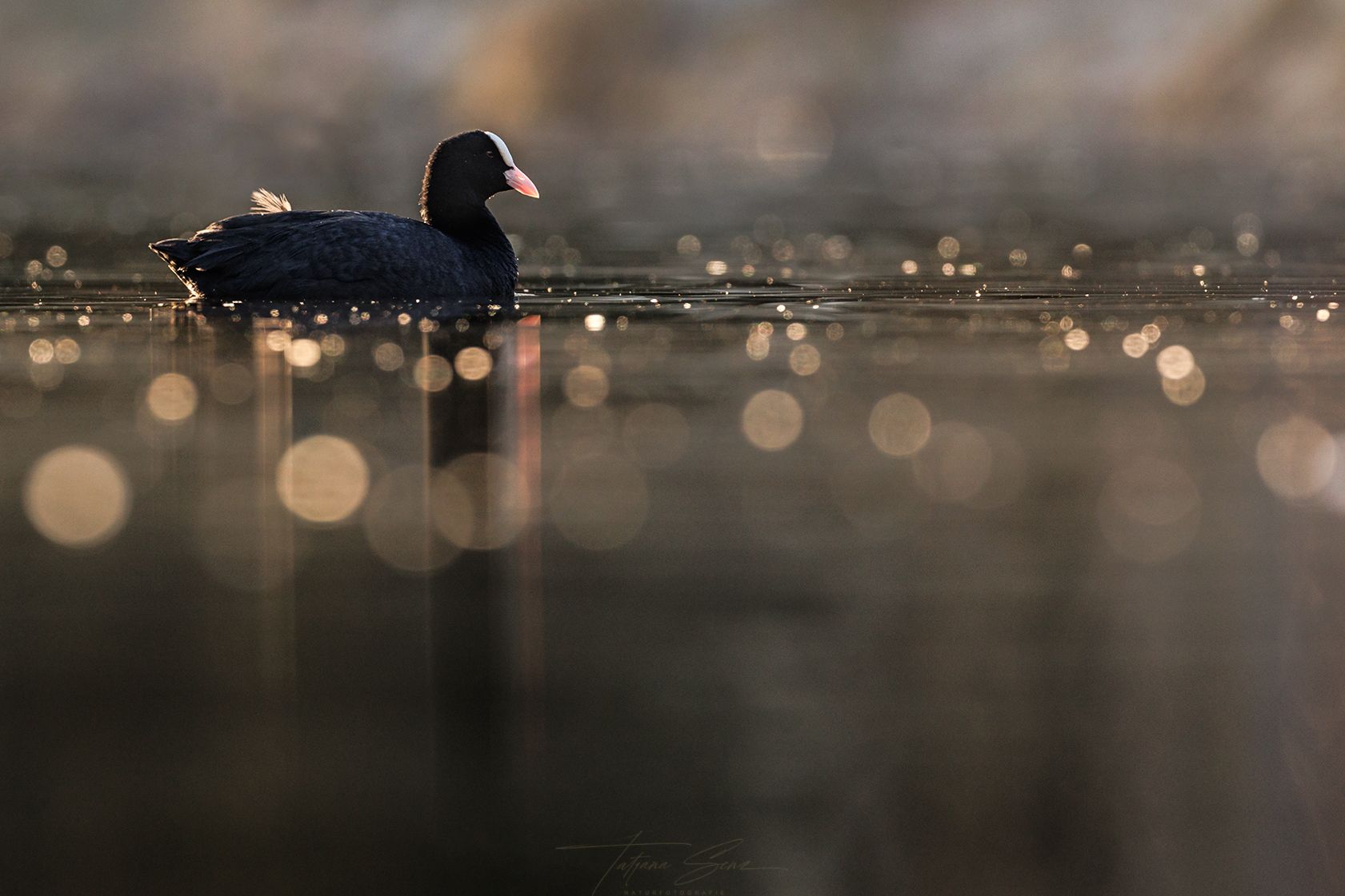 Ein schwarzes Blässhuhn schwimmt auf dem Wasser, im Hintergrund schimmert ein Bokeh, beleuchtet von warmem Sonnenlicht.