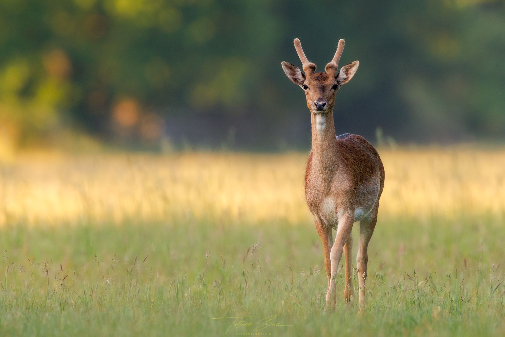 Ein junger Dambock mit  Geweih im Bast steht wachsam auf einer Graswiese.