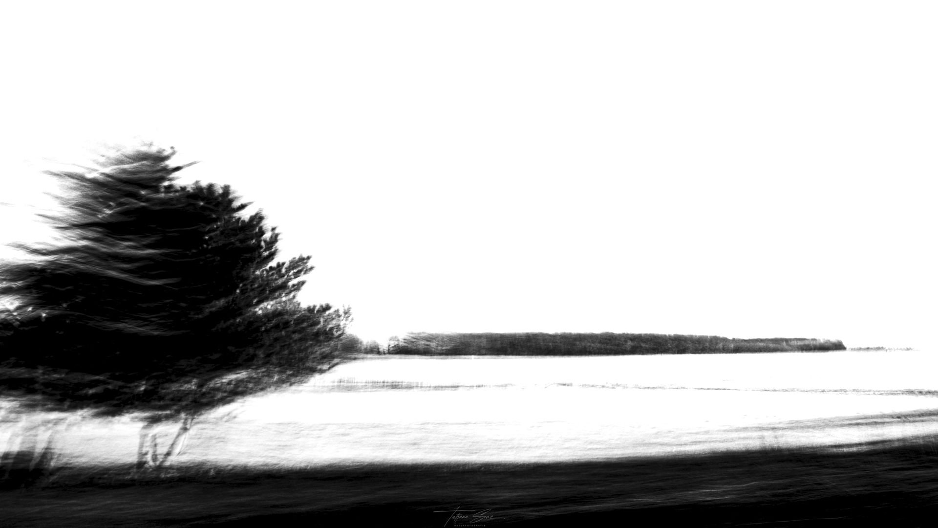 Ein vom Wind zerzauster Baum am am Feld mit einer Baumgrenze in der Ferne, monochrom.