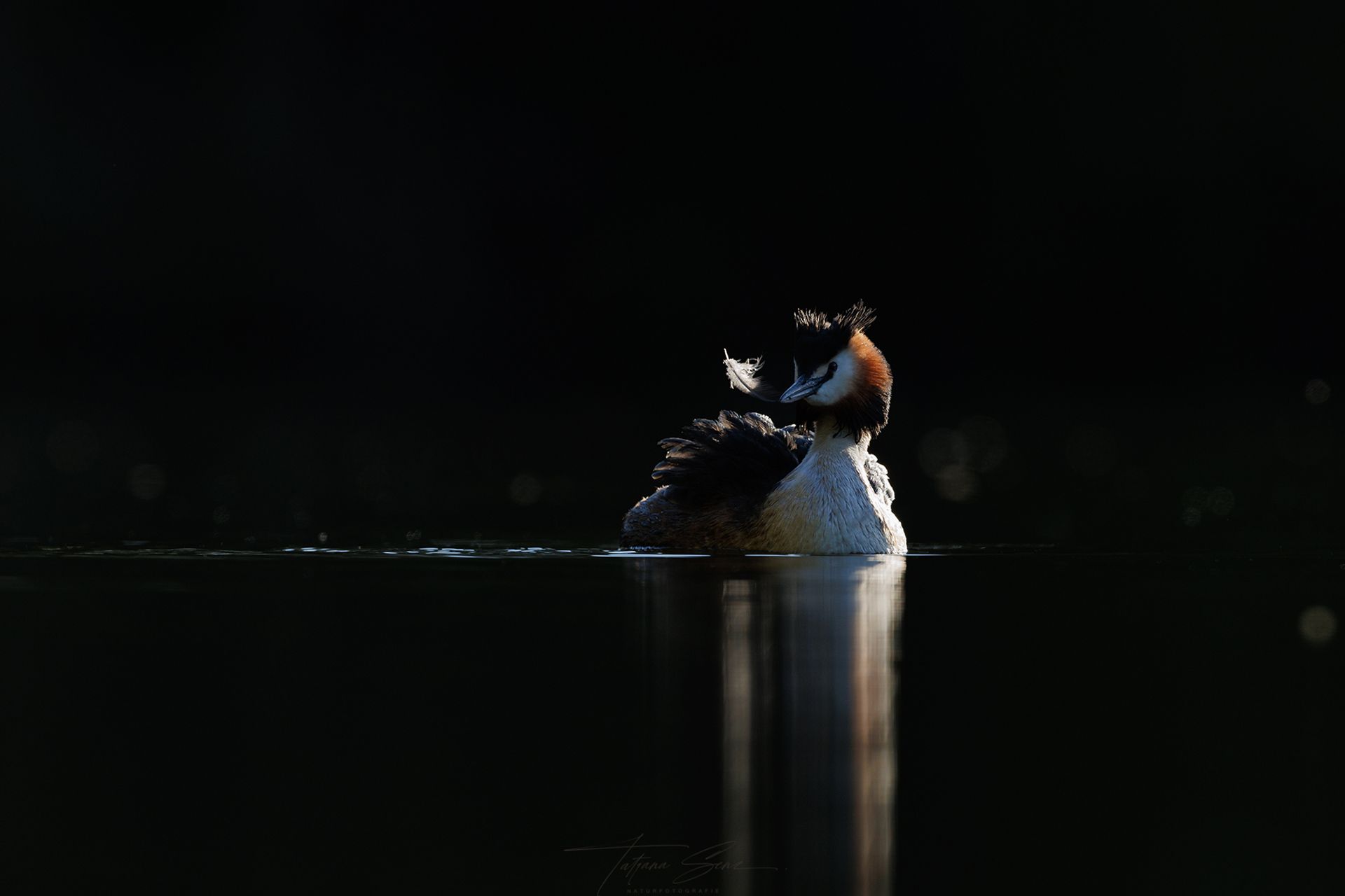 Ein Haubentaucher putzt sich auf dunklem Wasser, von Sonnenlicht von hinten beleuchtet mit Feder im Schnabel
