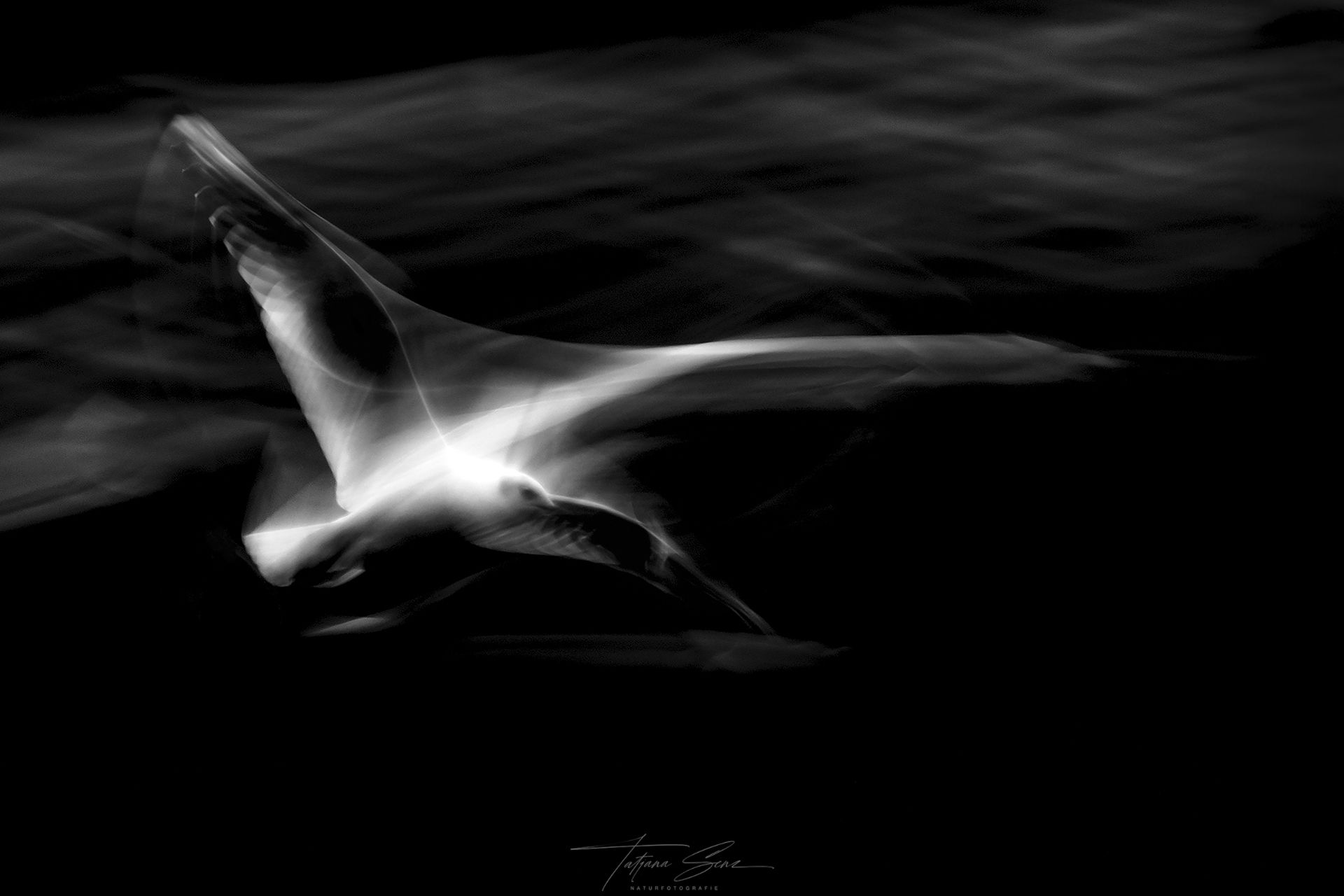 Ein Schwarzweißfoto einer Lachmöwe im Flug mit Langzeitbelichtungseffekt.