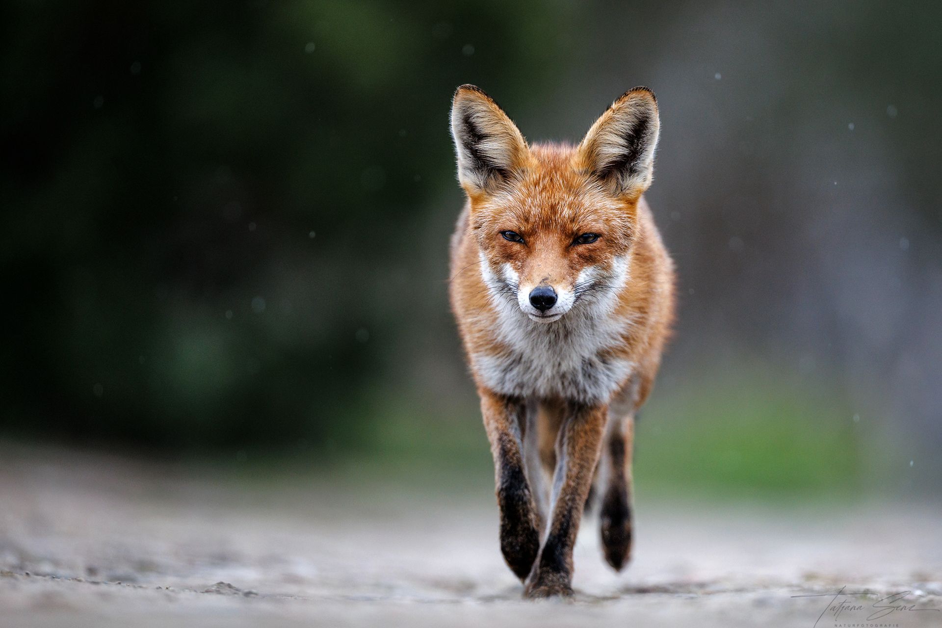 Rotfuchs läuft auf einem Pfad auf die Kamera zu; weicher Hintergrund.