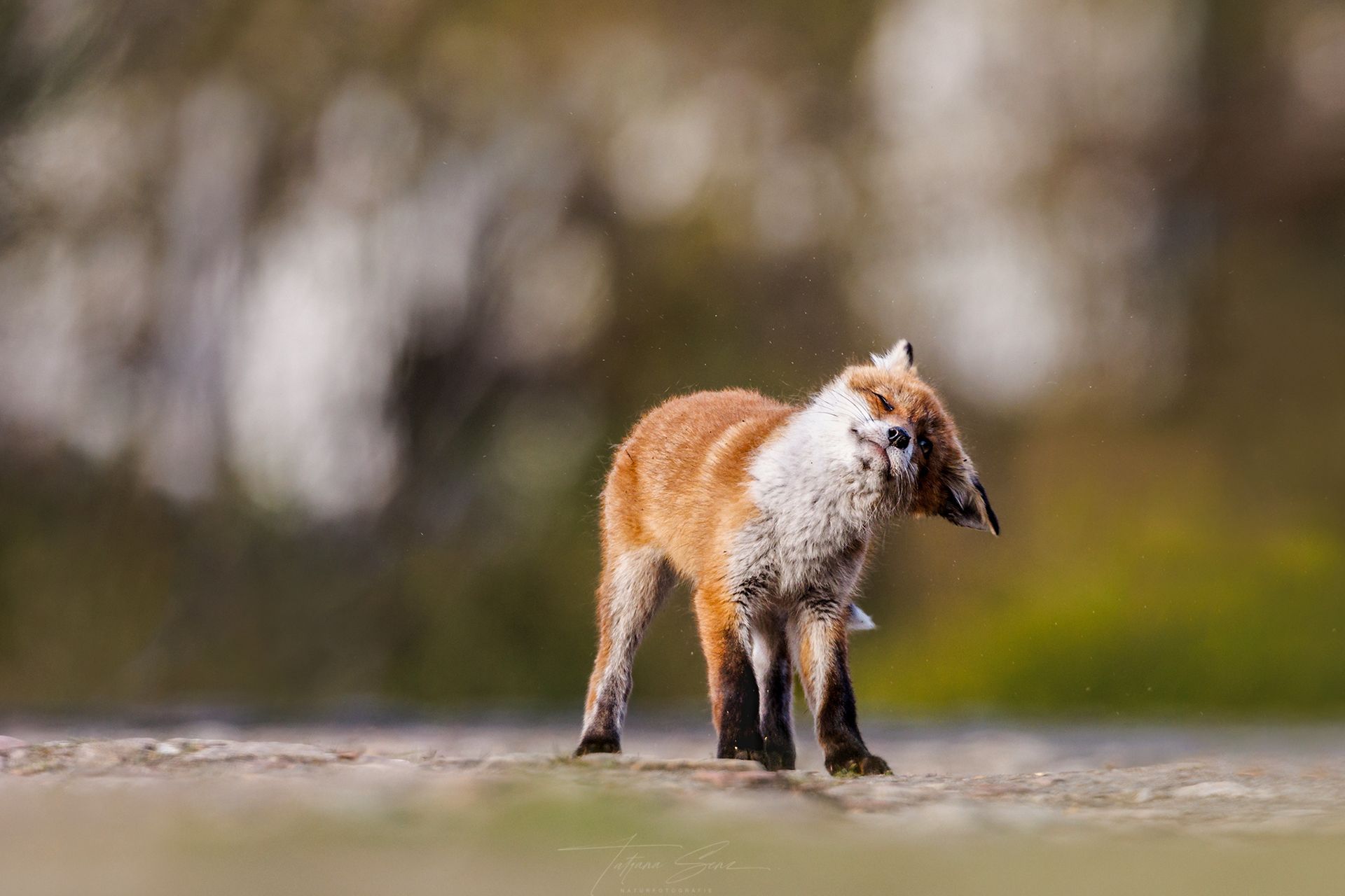 Junger Fuchs mit orangefarbenem und weißem Fell steht auf einem Feld und schüttelt den Sand aus seinem Fell