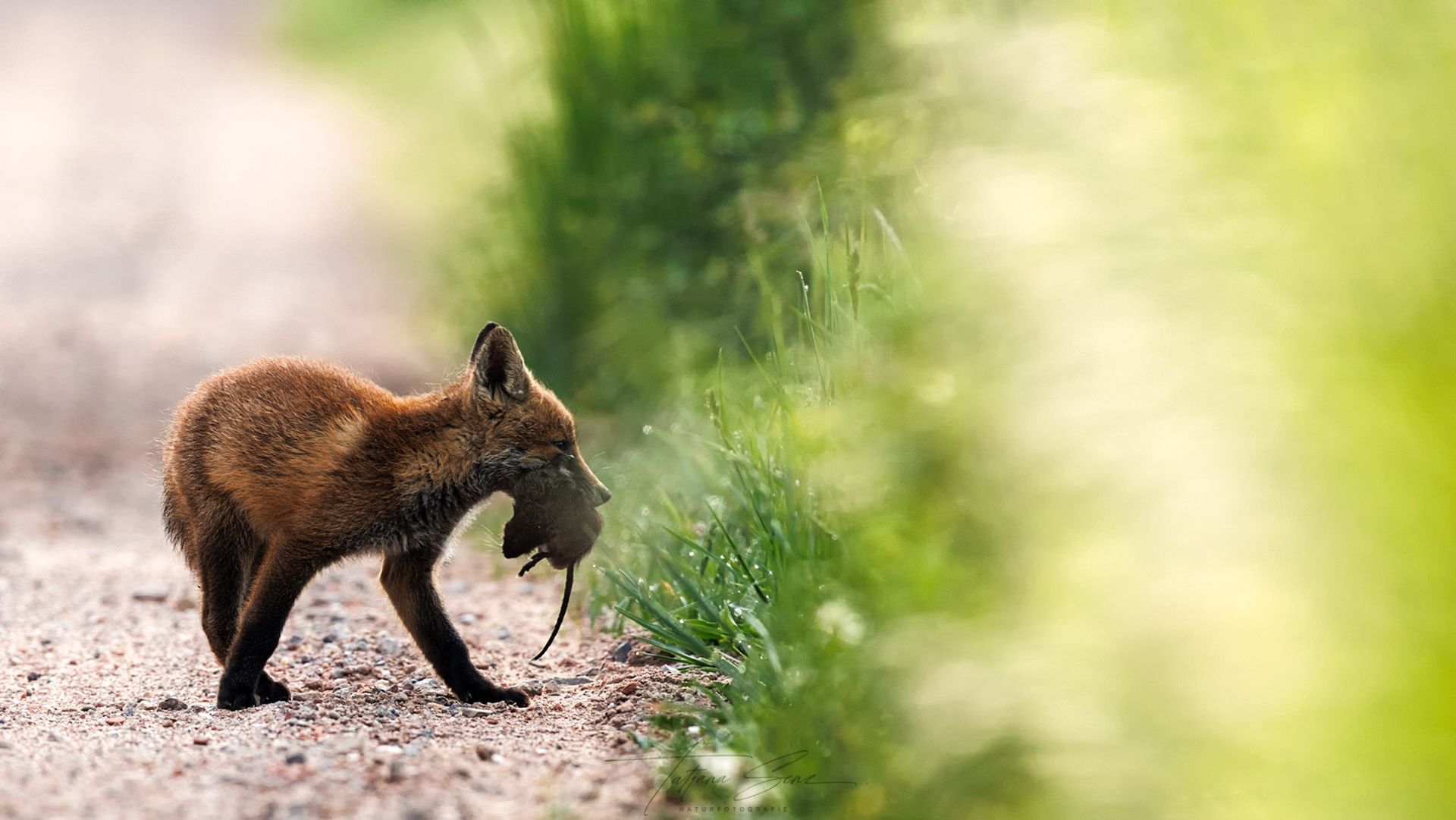 Ein Fuchsjunges trägt Beute auf einem Pfad, im Hintergrund ist verschwommenes grünes Laub zu sehen.