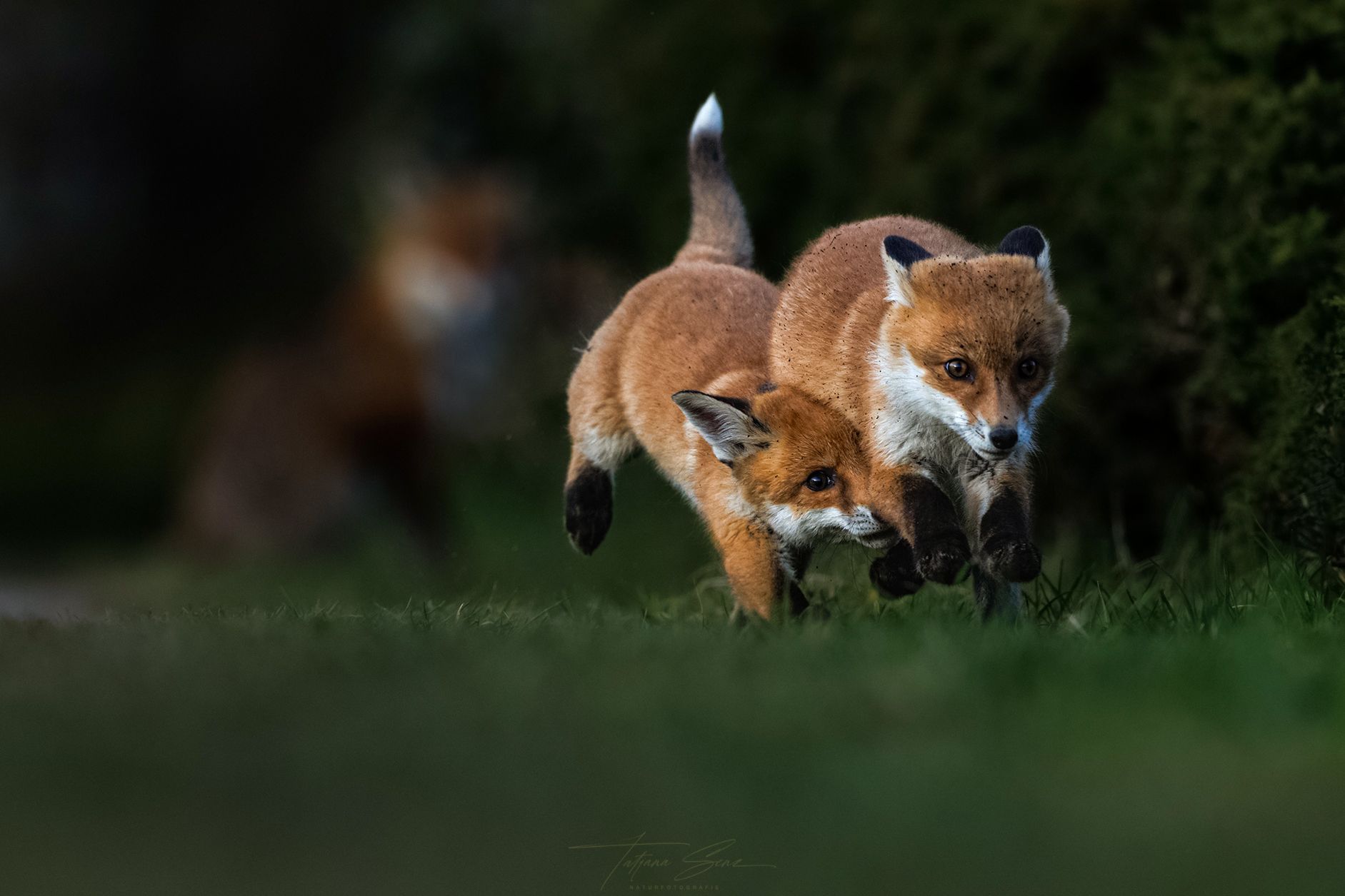 Zwei Rotfüchse laufen über eine Wiese. Ein Fuchs läuft hinter dem anderen her.
