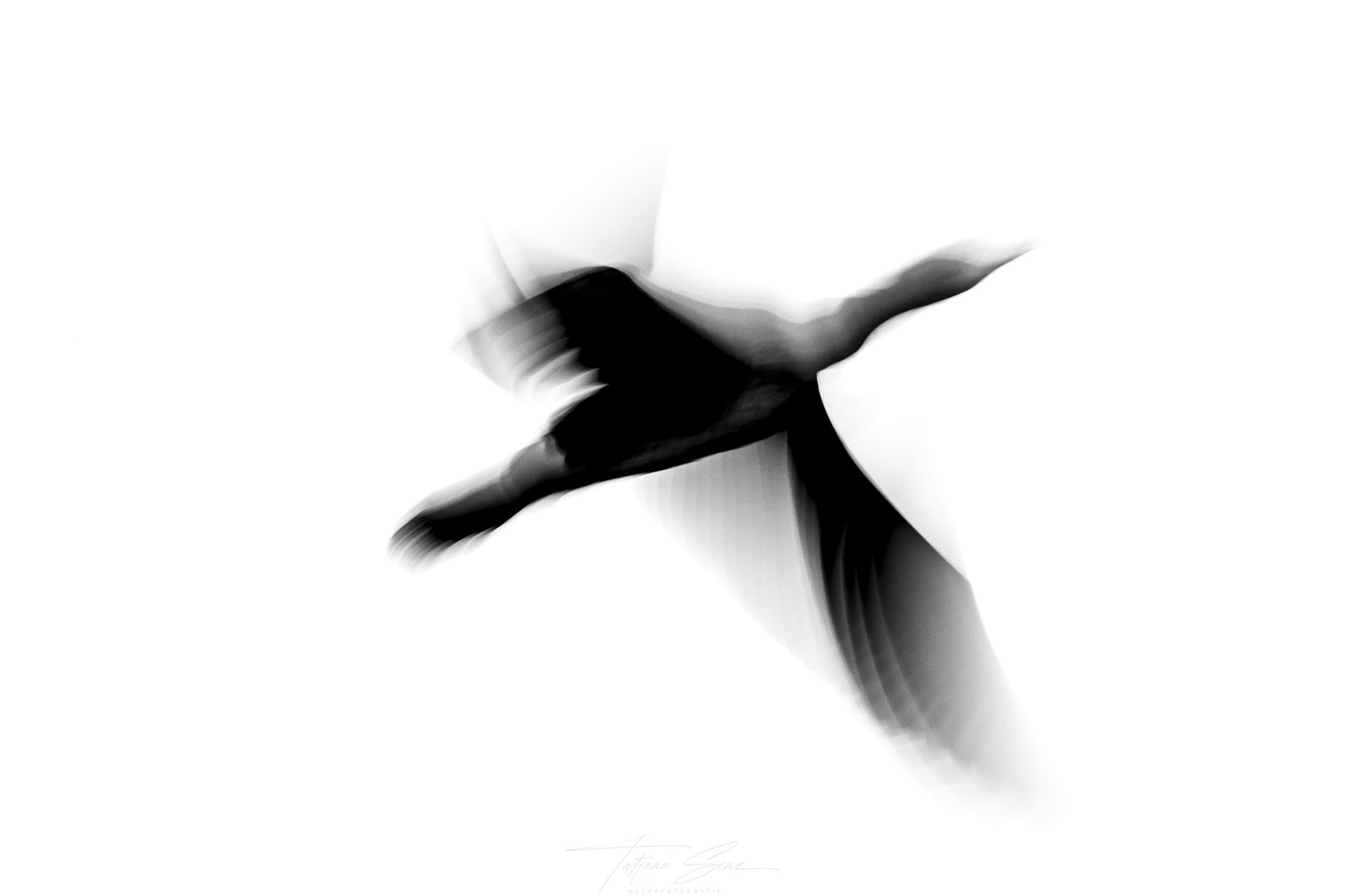 Silhouette eines Vogels im Flug mit ausgebreiteten Flügeln vor einem strahlend weißen Hintergrund.