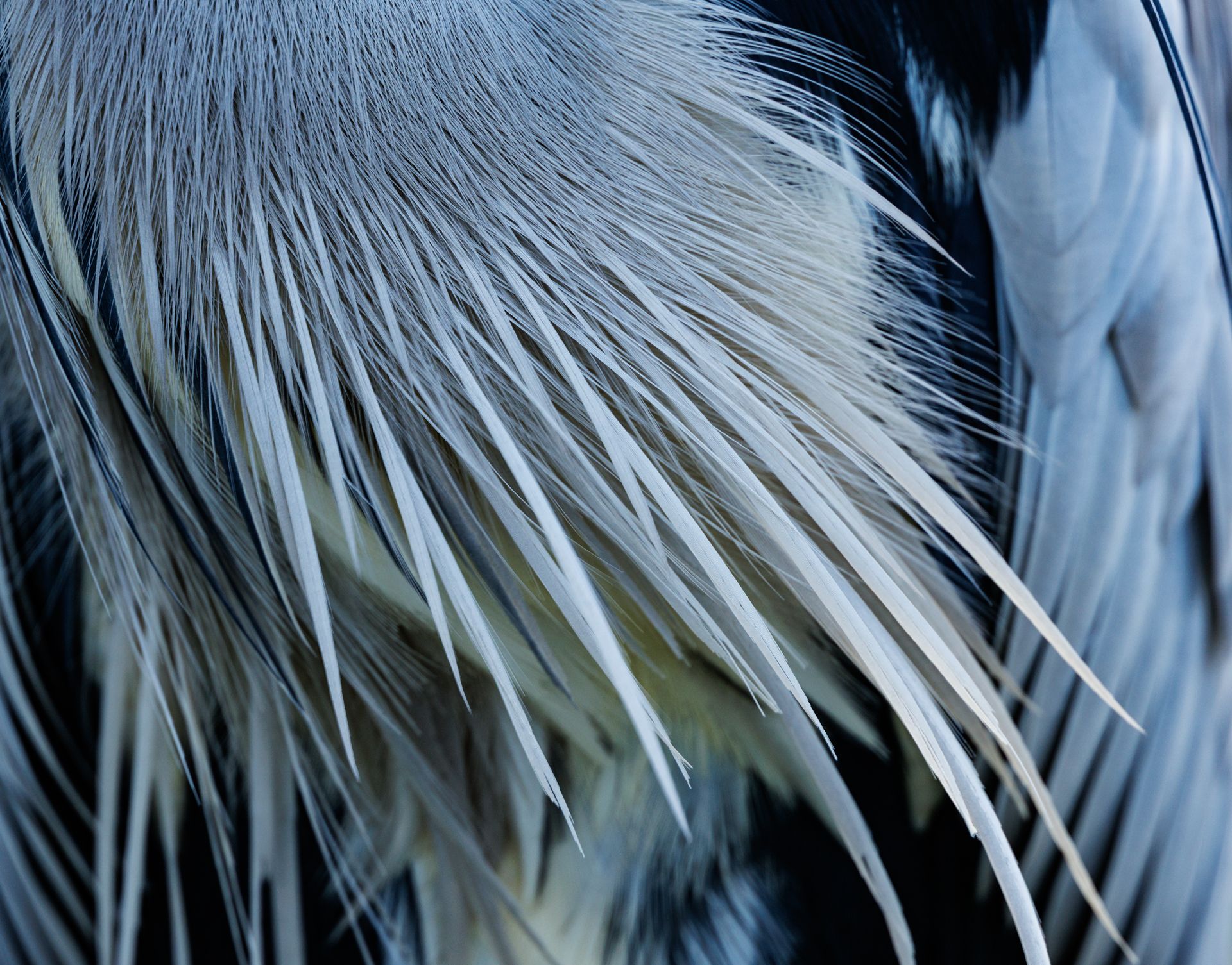 Portraitaufnahme Graureiher gefiederdetails