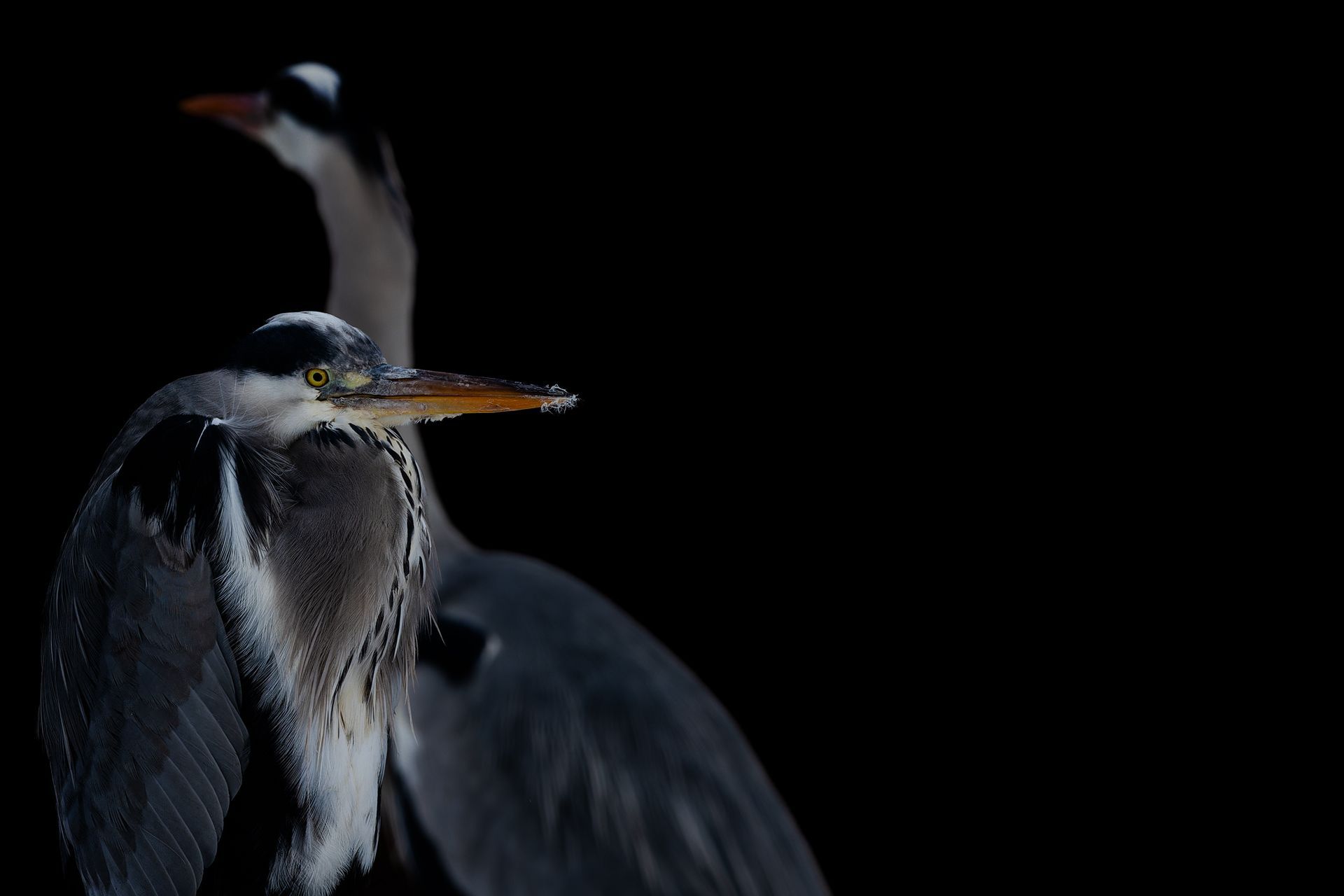 low key aufnahme, kreative Aufnahme graureiher