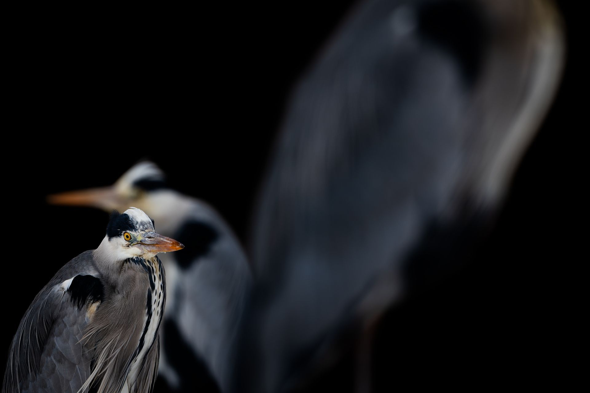 graureiher low key aufnahme, reativ