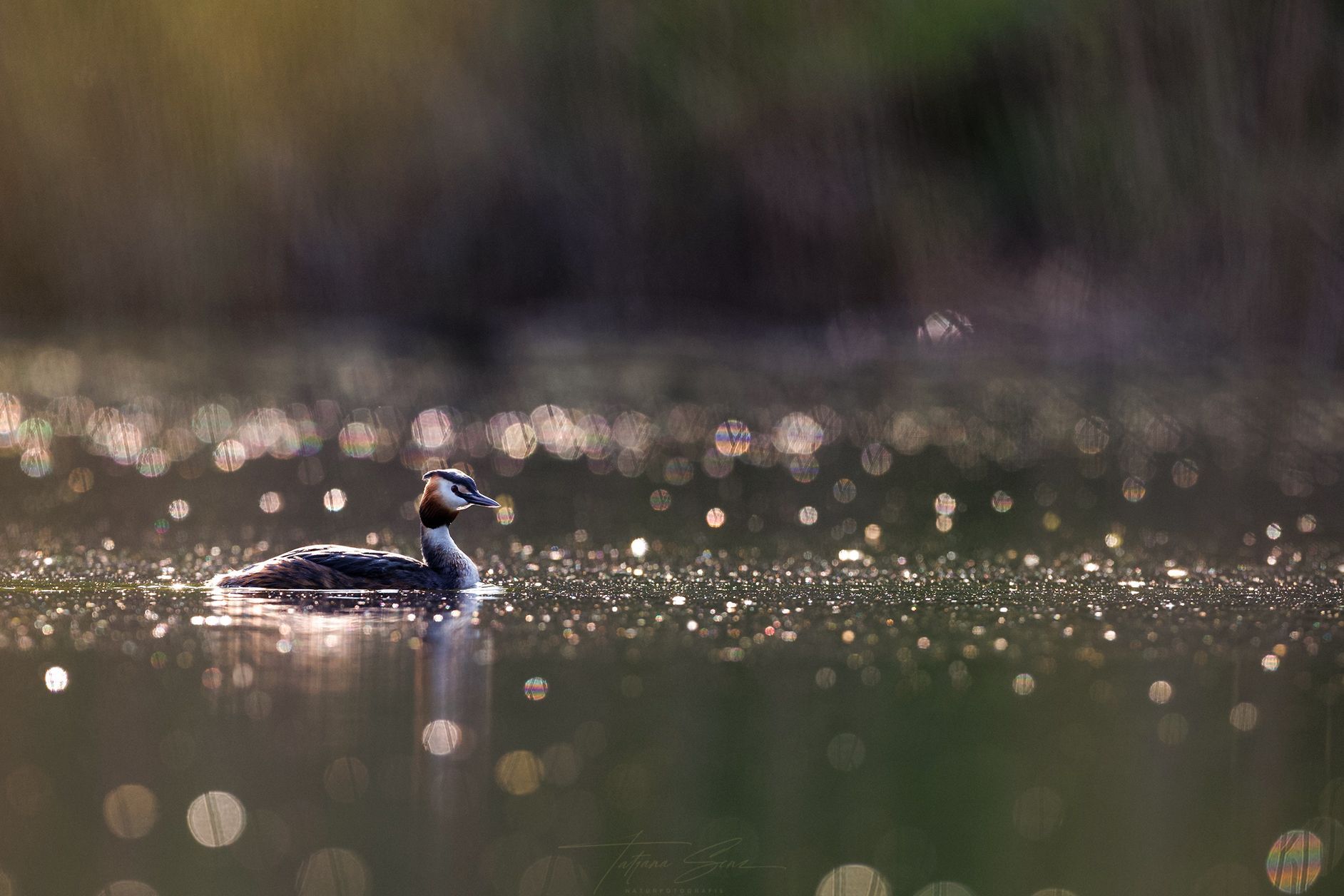 Haubentaucher schwimmt auf Wasser, das das Sonnenlicht reflektiert.