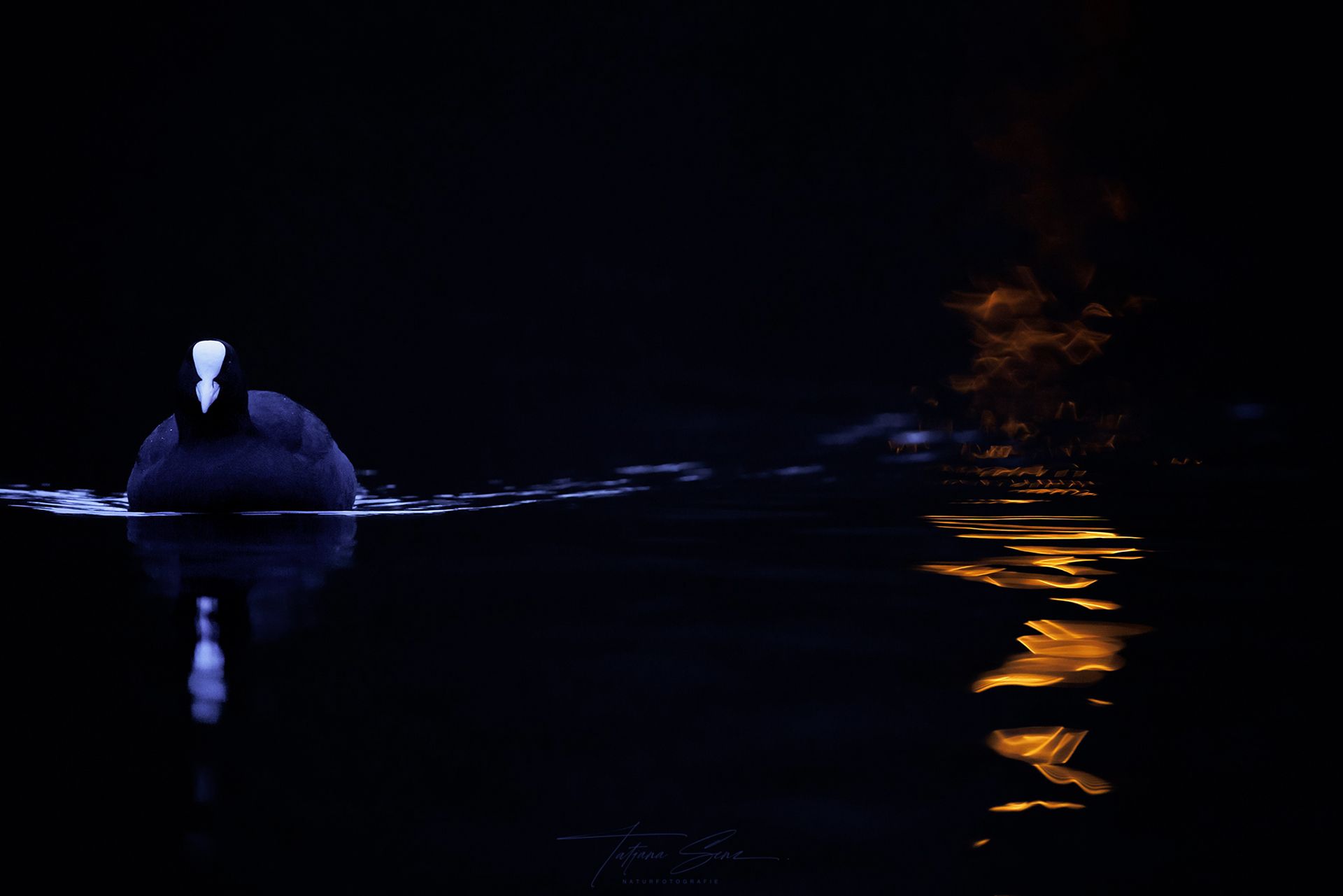 Schwarzes Blässhuhn mit weißer Stirn schwimmt auf dunklem Wasser, das orangefarbenes und blaues Licht reflektiert.